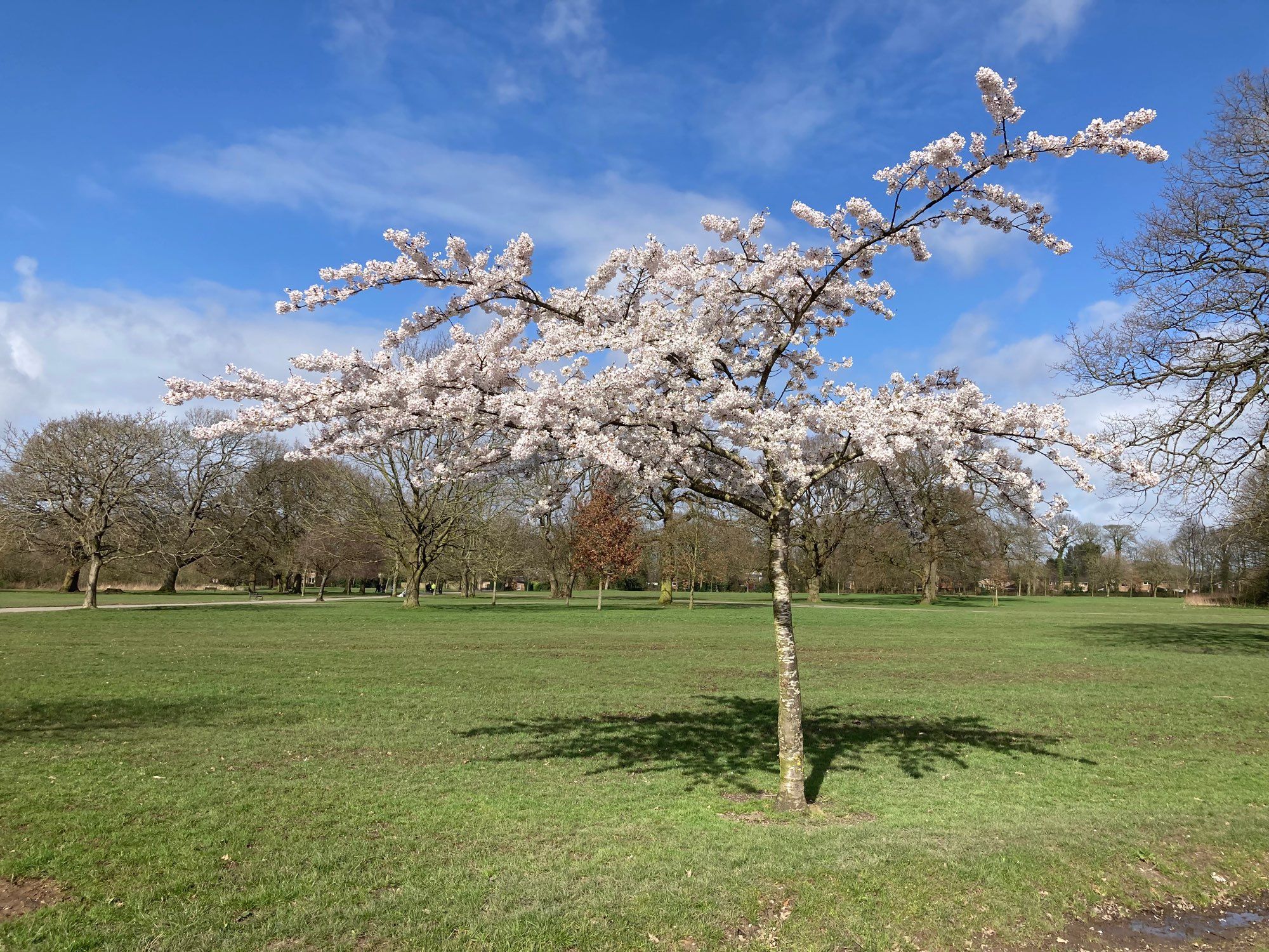 Green grass white blossom tree and blue sky