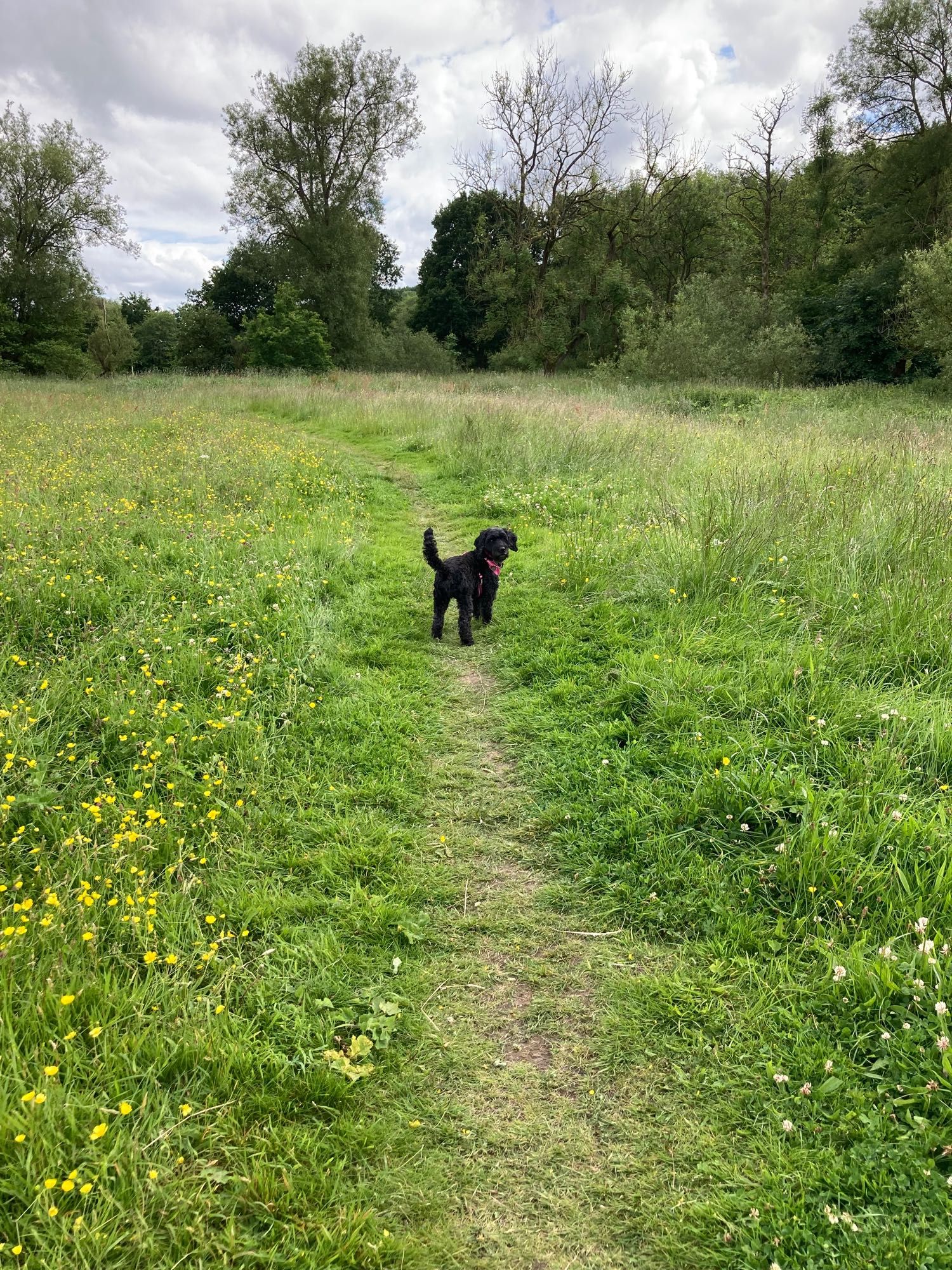 Black dog in a field of buttercups