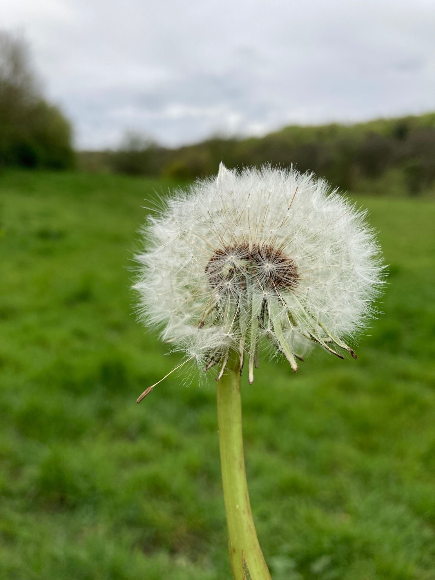 Dandelion sugar stealer