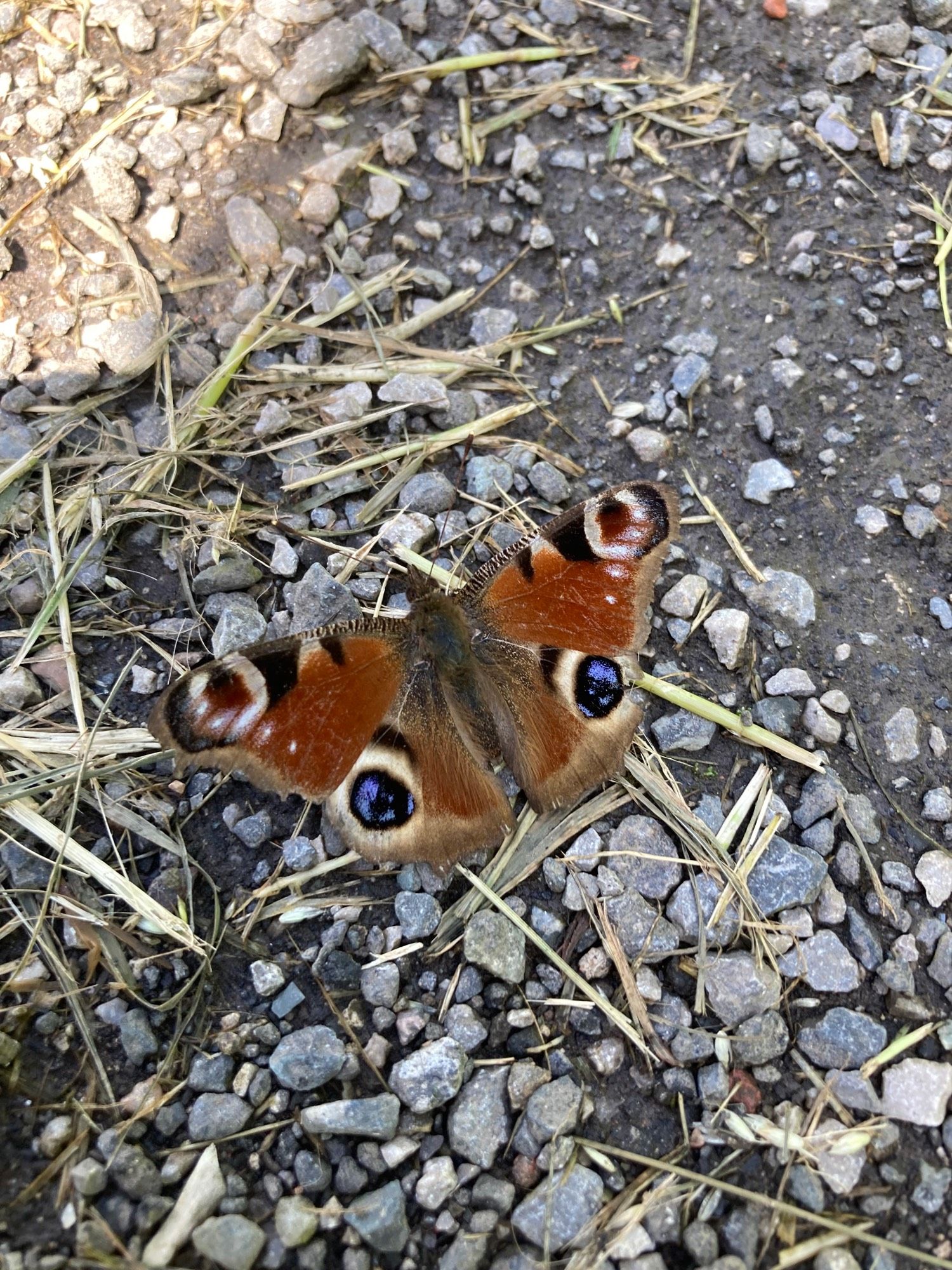 Peacock Butterfly brown blue markings