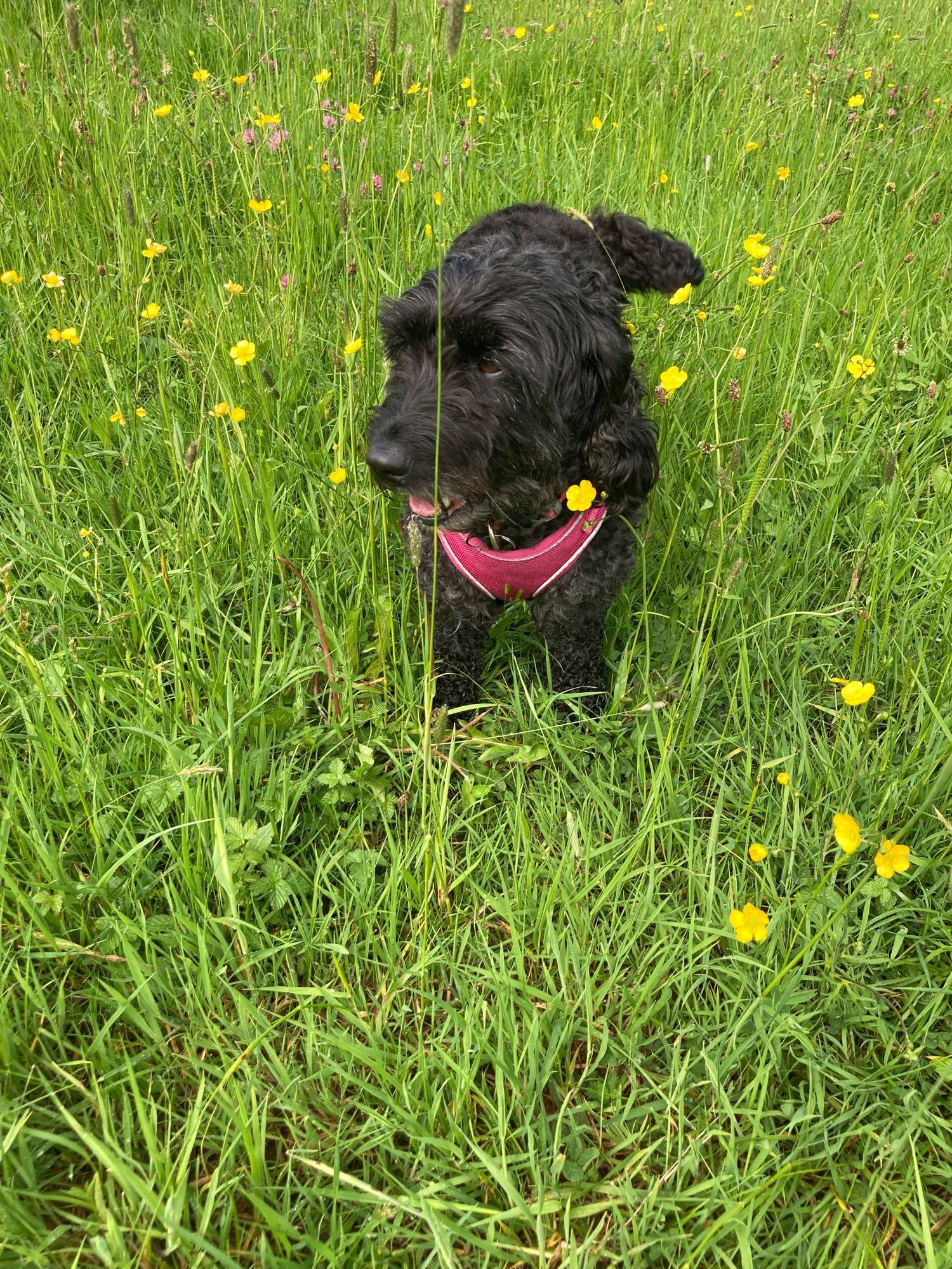 Black cockapoo in the field of buttercups