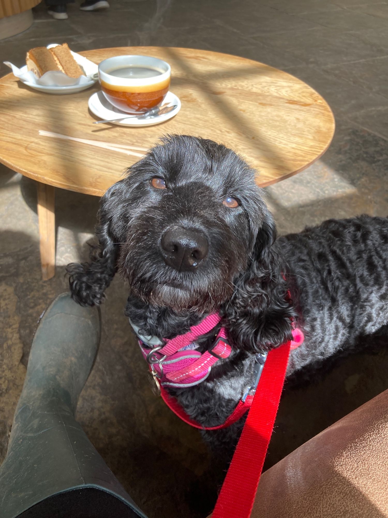 Black cockapoo looking to camera with a cake on the table behind