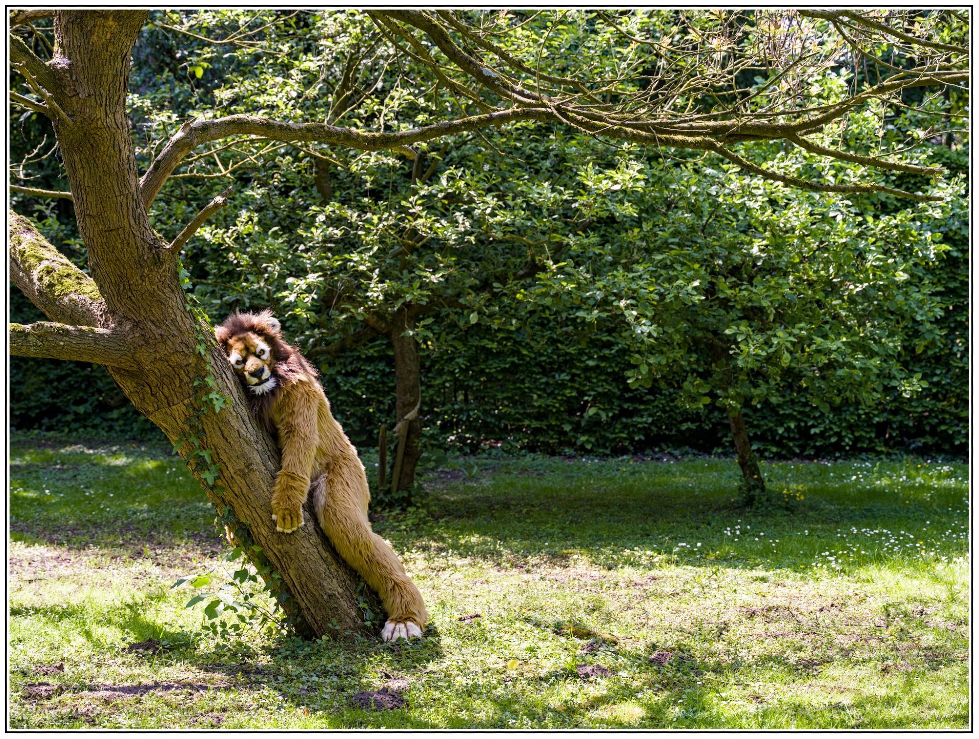 a lion fursuiter leaning against a tree in a foresty area.