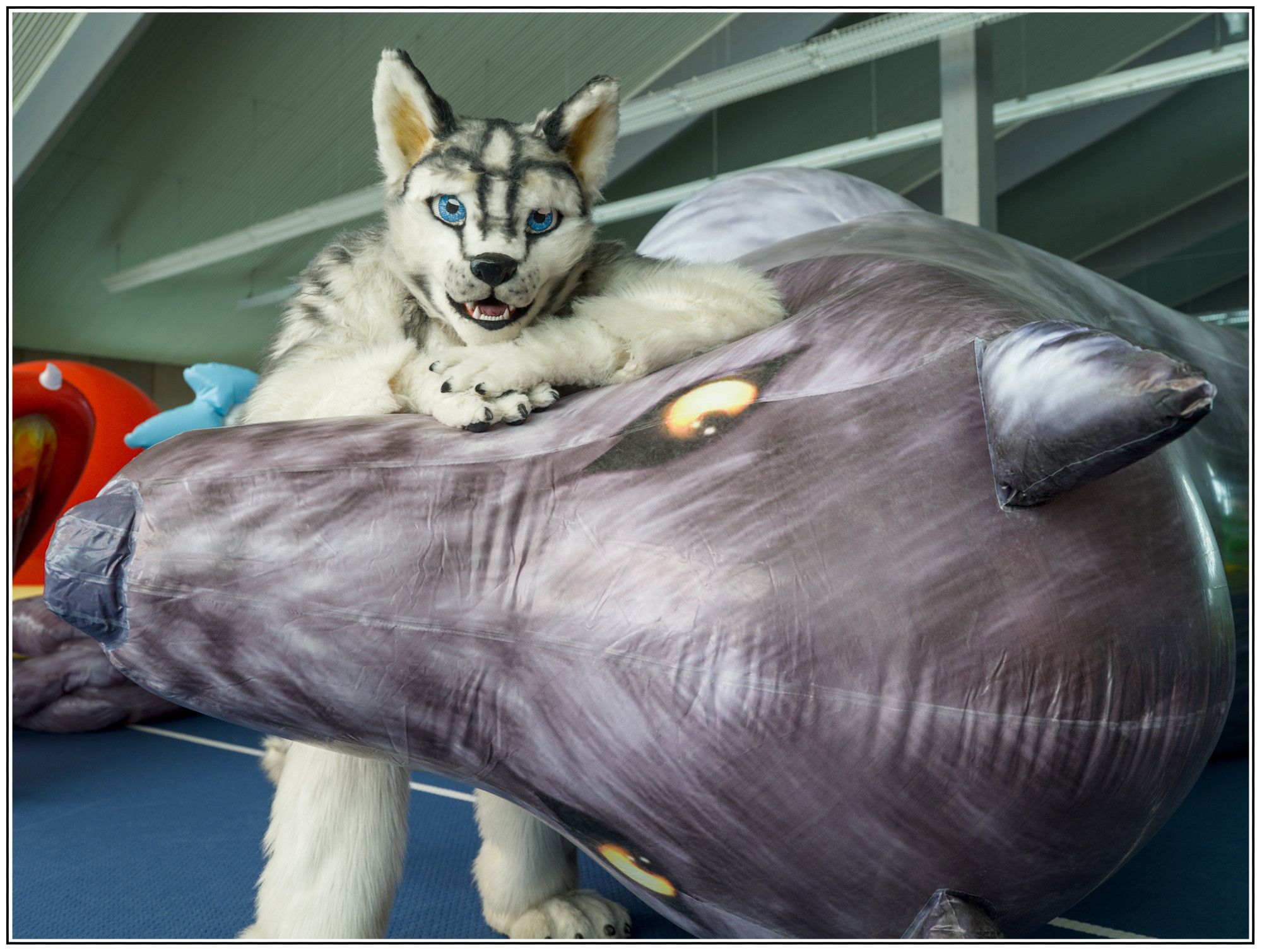 A husky fursuiter leaning on the snout of an absolutely massive inflatable wolf (which is lying on its side for this photo)