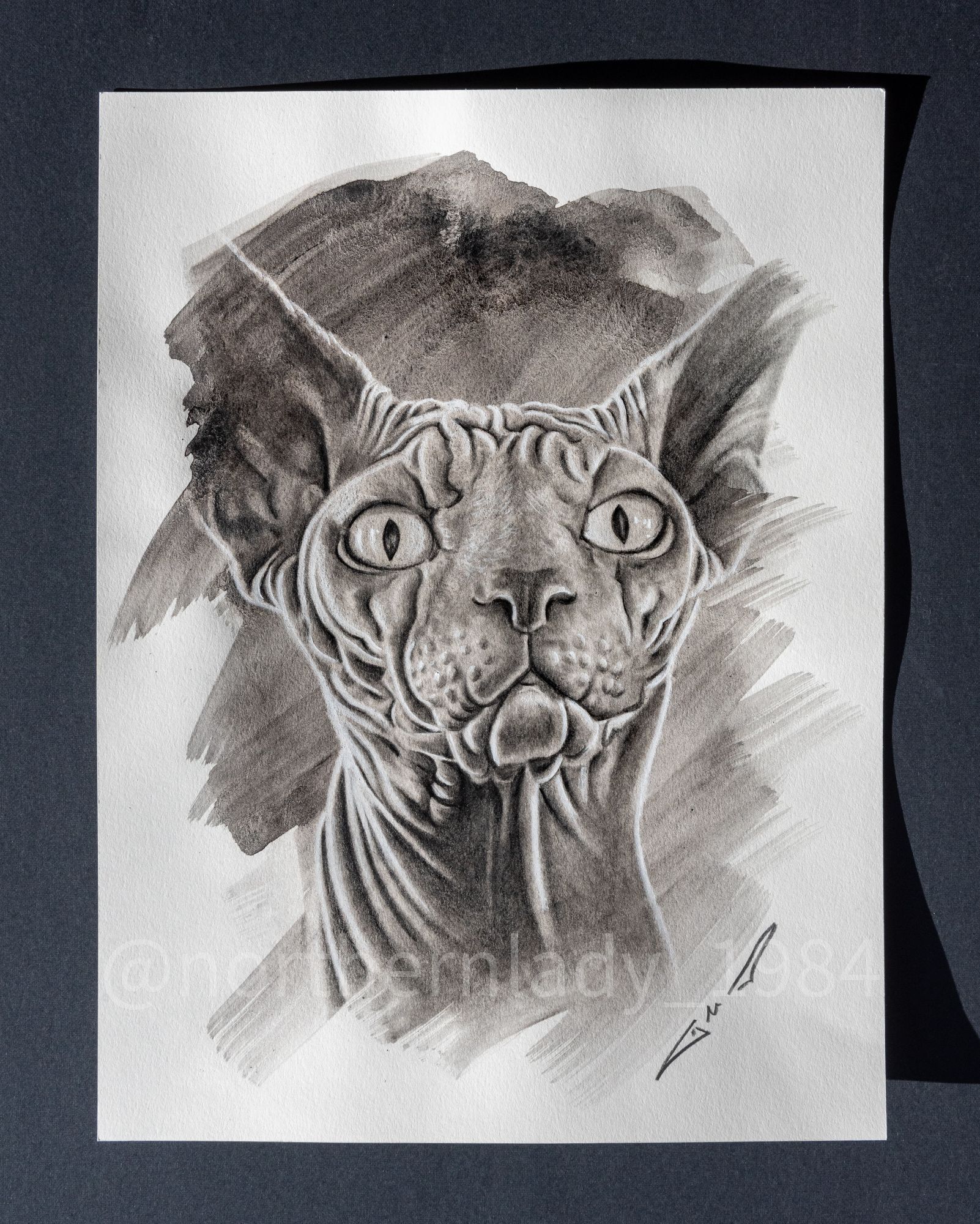 Black & white liquid charcoal drawing of a sphinx cat looking straight at you!