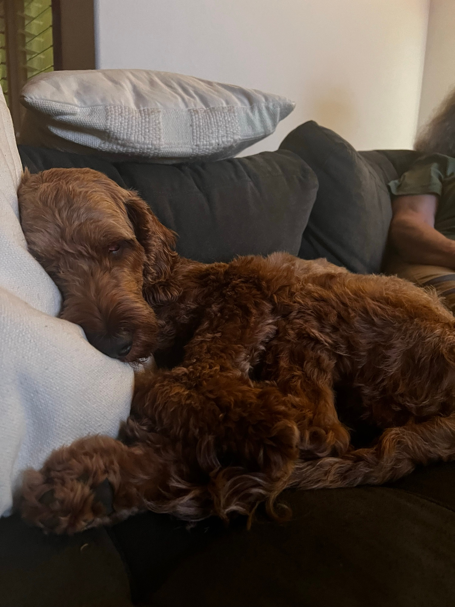 A shaggy brown dog on a green couch resting his head on a white pillow. He’s sleeping and very very cute.
