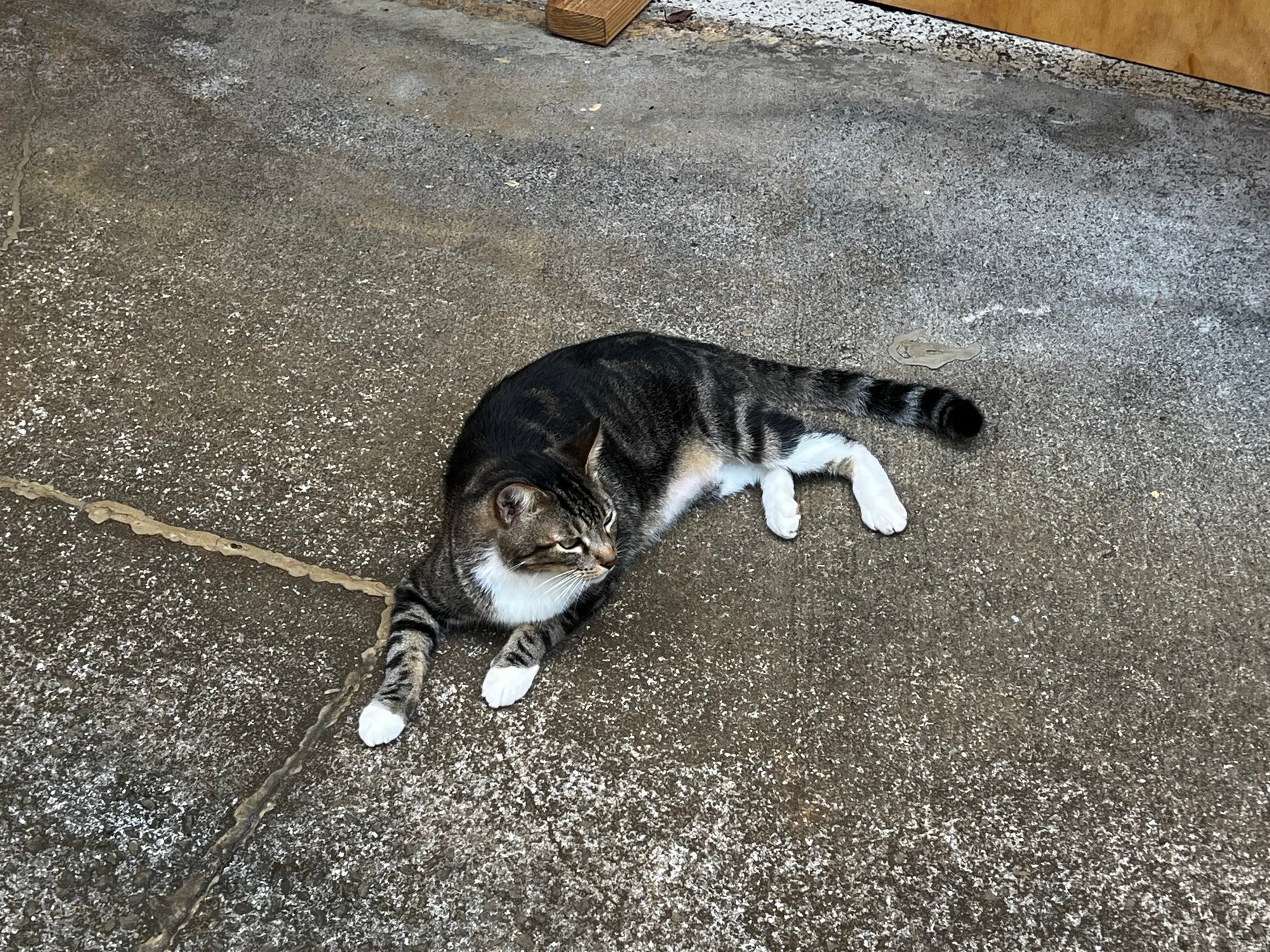 A cat! In Hawaii!