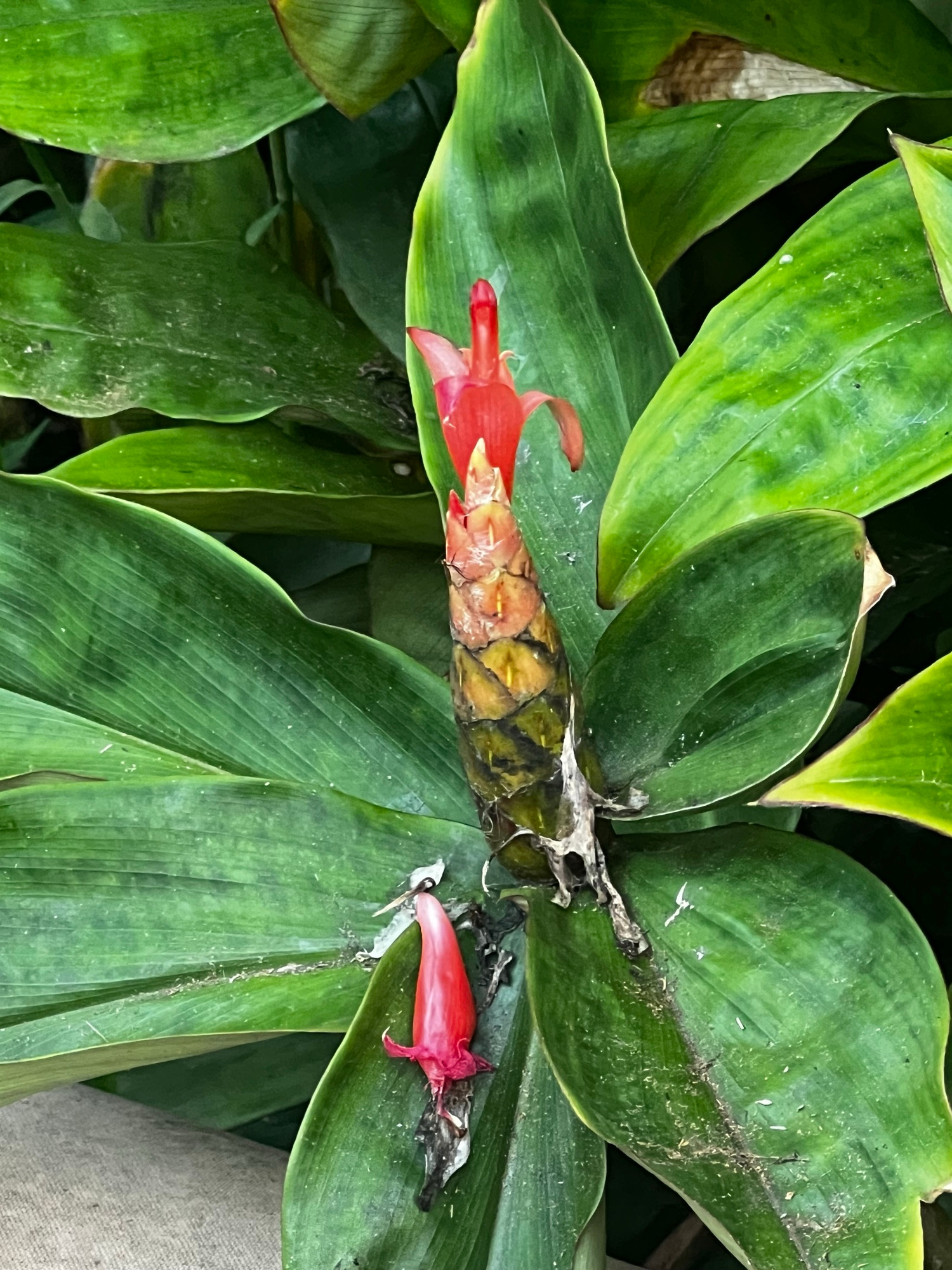 A flower! In Hawaii!