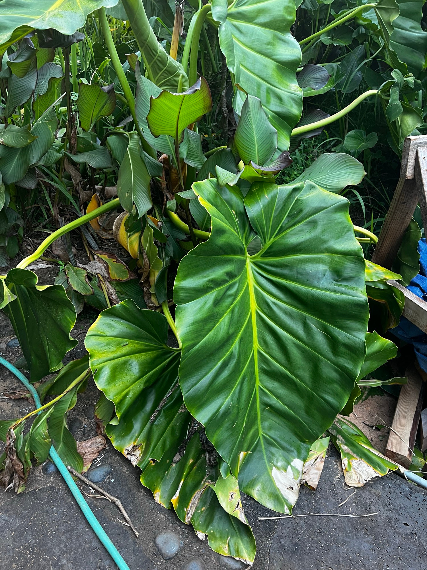 A big leaf! In Hawaii!