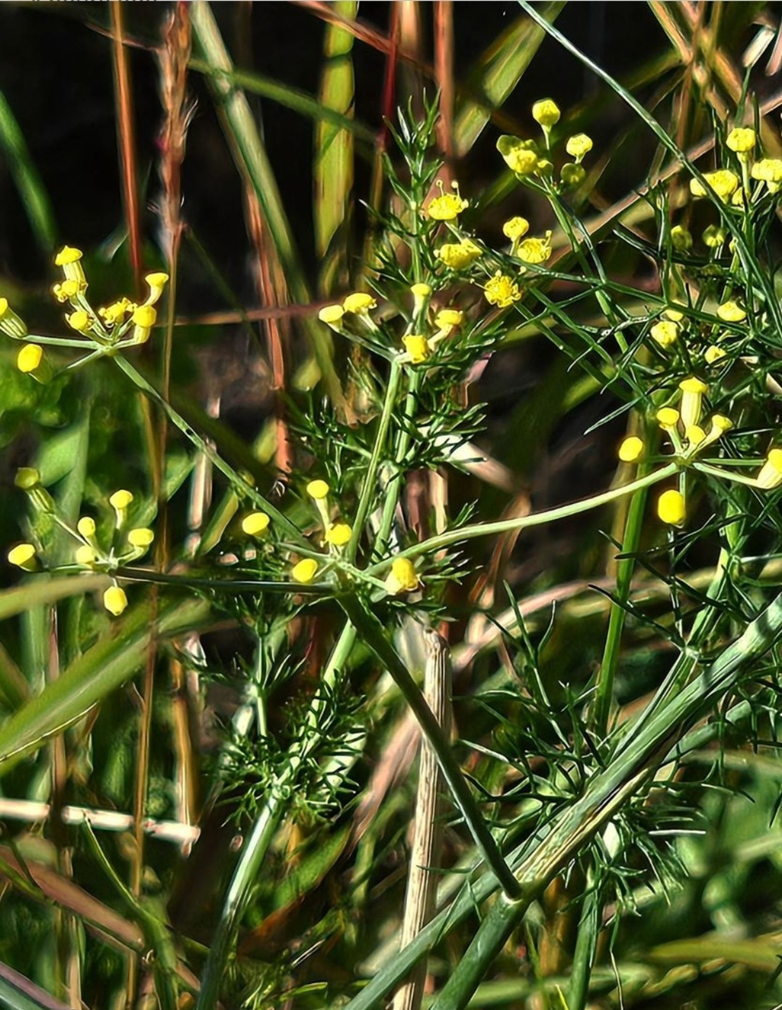 Tiny yellow fennel flowers.