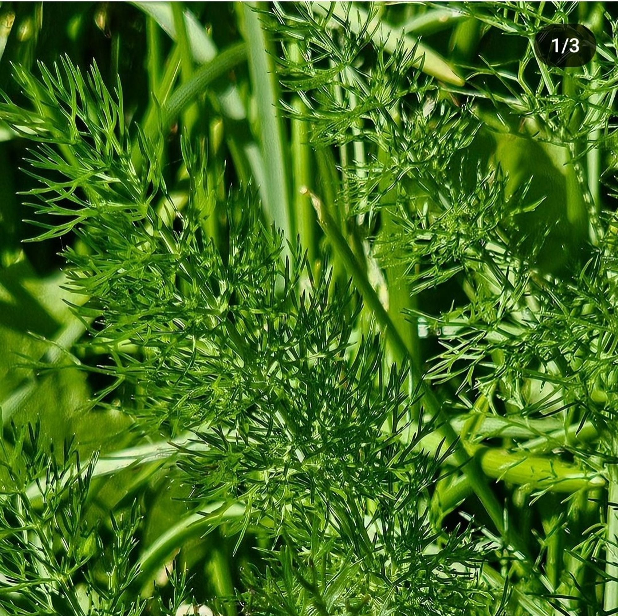 Intensely green, fine fennel foliage.