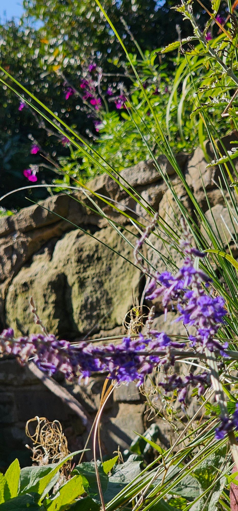 A pair of bright, lightish blue-purple spires of Perovskia flowers at the bottom. Behind them, a stone wall. Atop that, the intensely dark magenta flowers of salvia nachtvlinder.