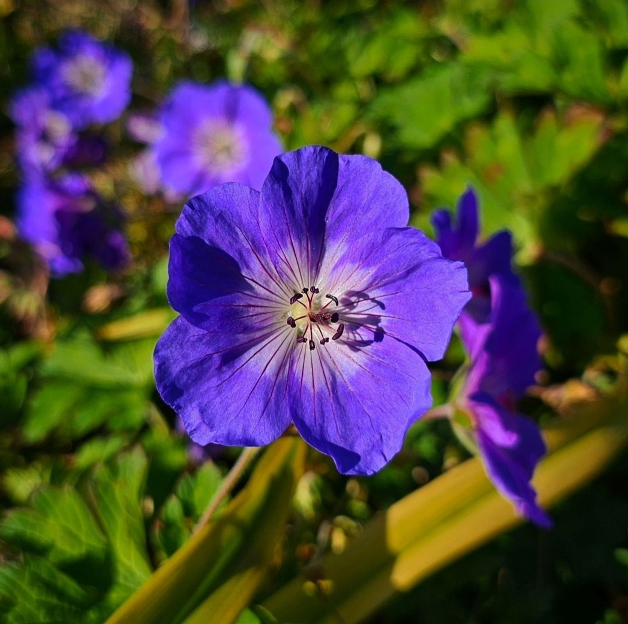 Geranium Rozanne: a hardy geranium that goes relentlessly from about April: intense blue/purple flowers against a blurry background of foliage.