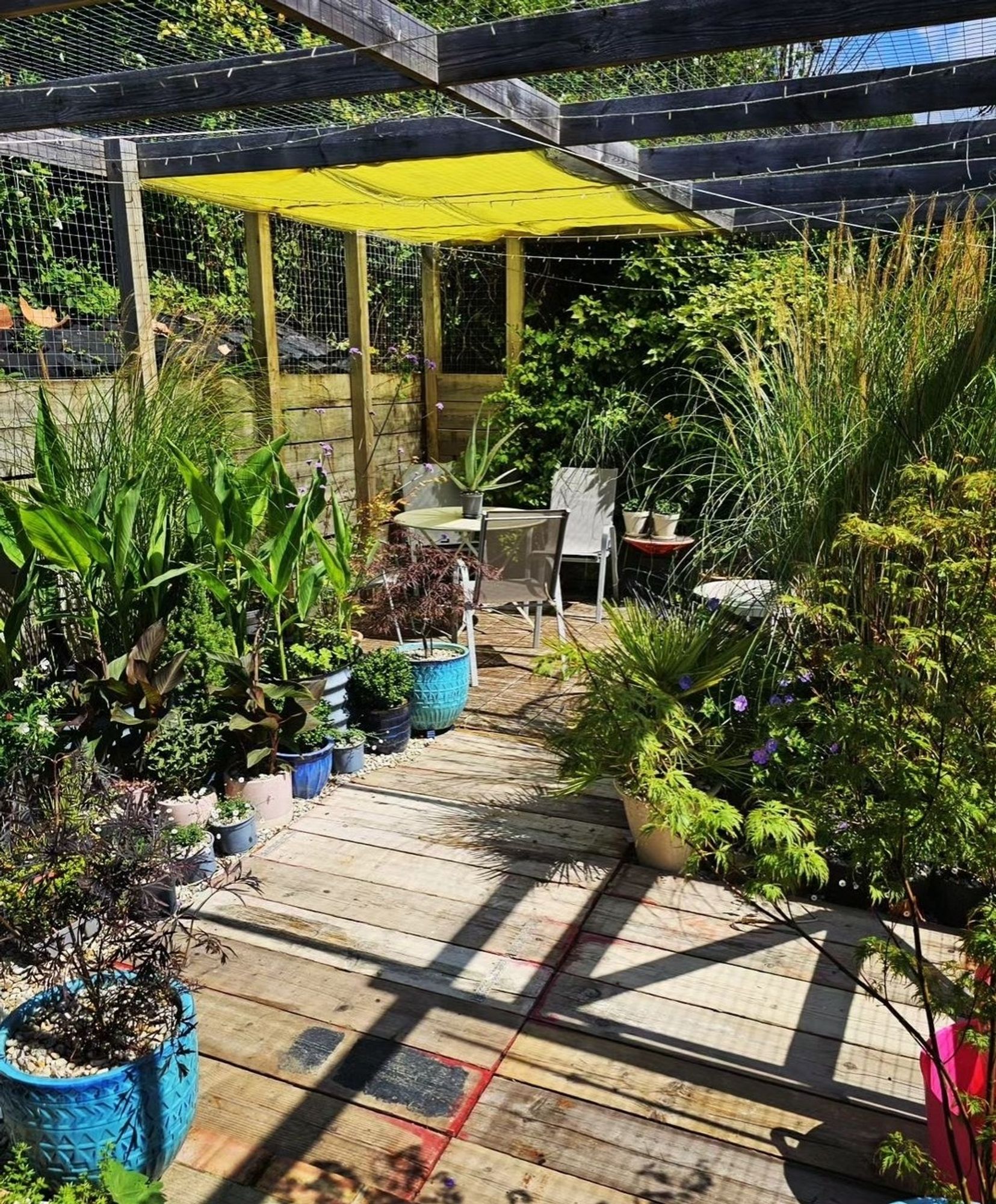 The pergola, a bright place of tropical plants, all caged in with 2 inch galvanised steel grid. It is pictured during the day, when everything is very tidy and the miscanthus is small and twee. It isn't like that right now.