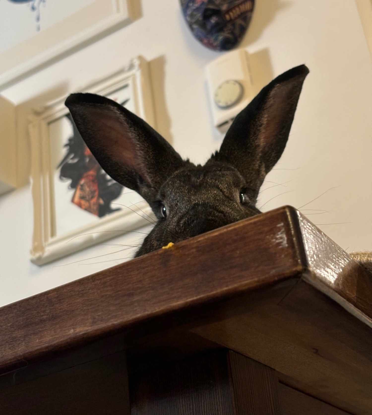 jonesy the brown (almost black) brindled rabbit lays on a table with just his face peaking over the edge