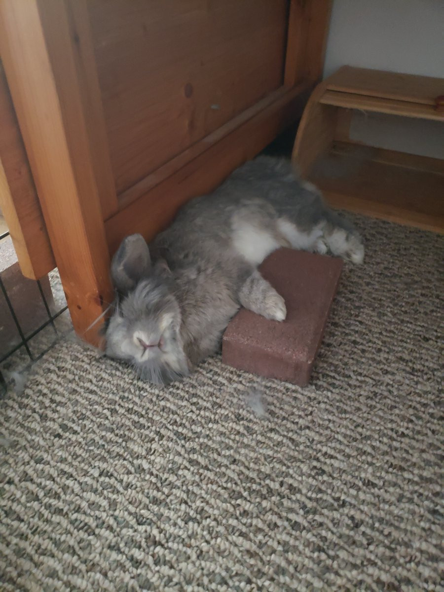 Our rabbit, Lefty, cuddling her favorite brick.