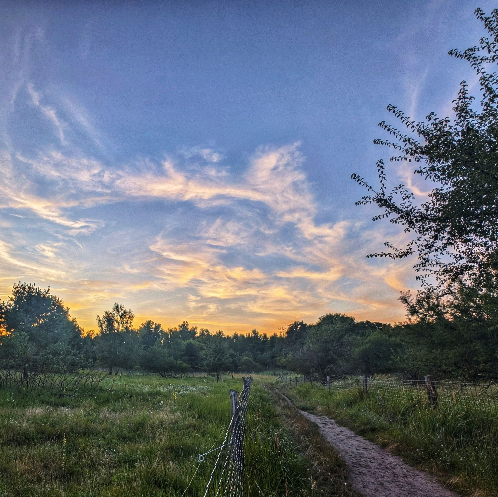 Blick über eine Weidelandschaft. Am rechten Bildrand ist ein Weg, der sich in einer linkskurve aus dem Block schlängelt. Daneben am Wegesrand ragt ein Baum ins Bild. Neben dem Weg ist Weideland, am Horizont eine Baumwipfelreihe. Darüber der Himmel, der im Sonnenuntergang orange-blau gefärbt ist. Am Himmel sind Schleierwolken.