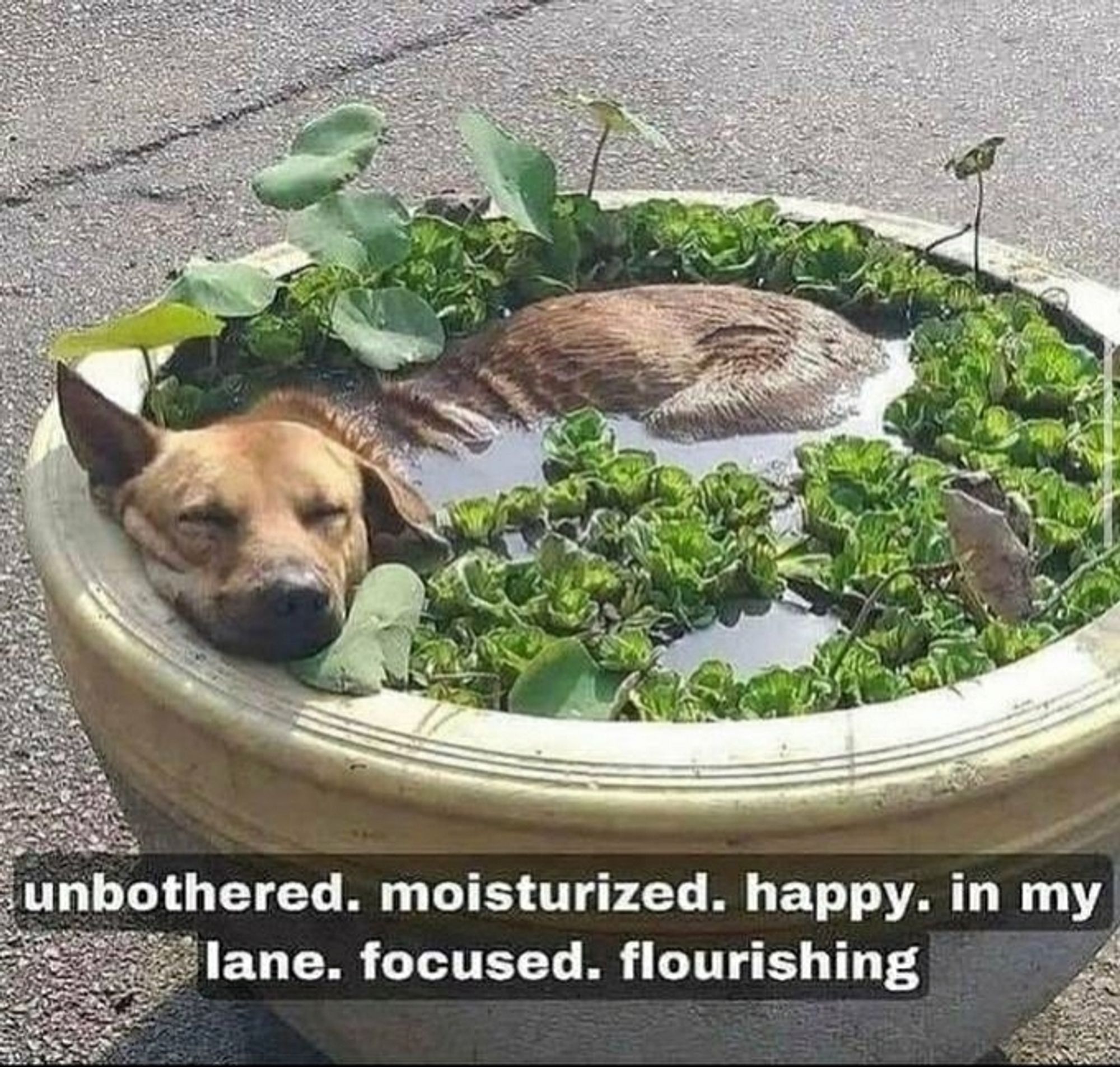 Meme with dog relaxing in flower planter, says: Unbothered. Moisturized. Happy. In my lane. Focused. Flourishing.