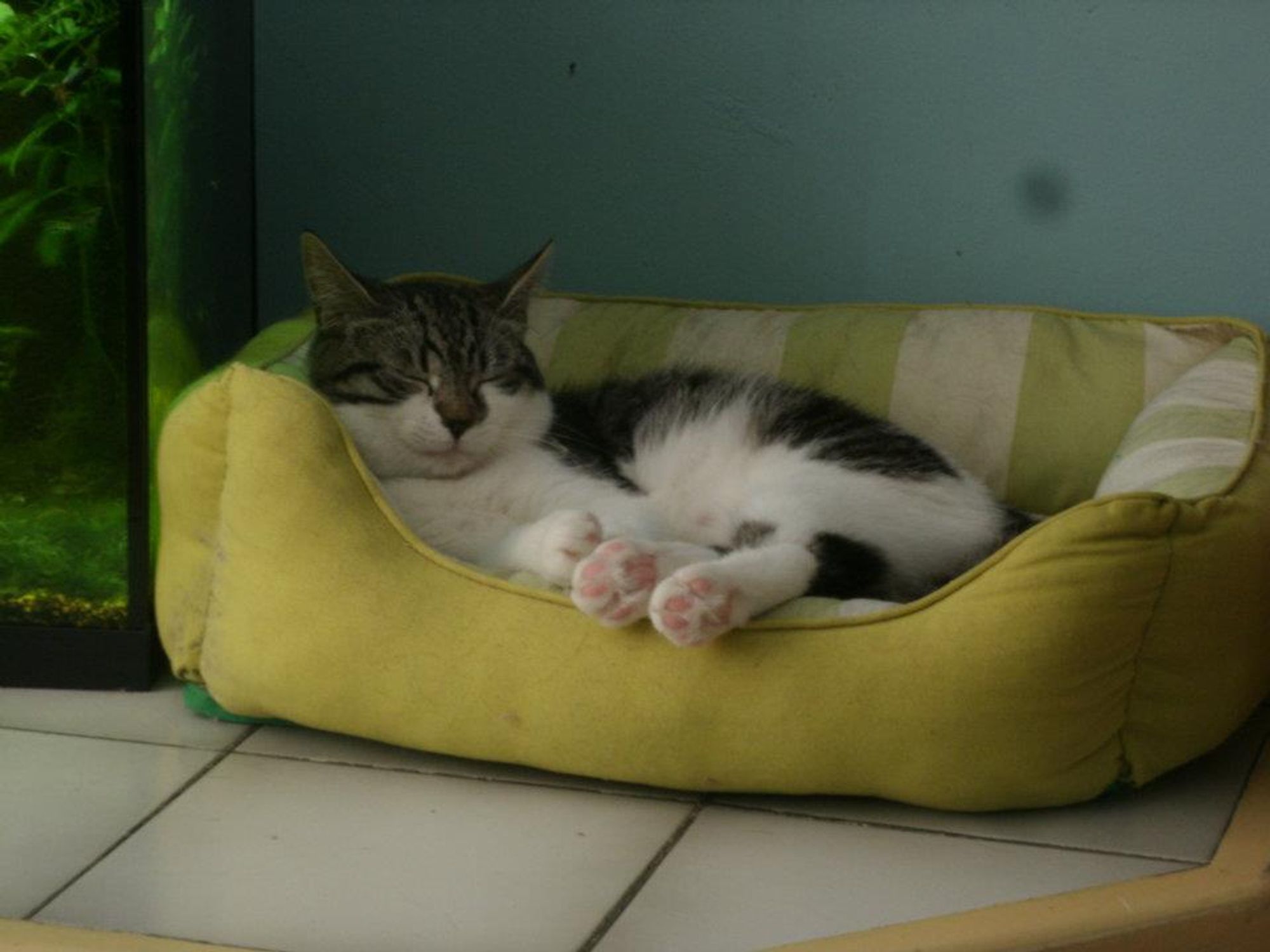 Milou (kat) in haar mandje, tevreden slapend, met pootjes over de rand.