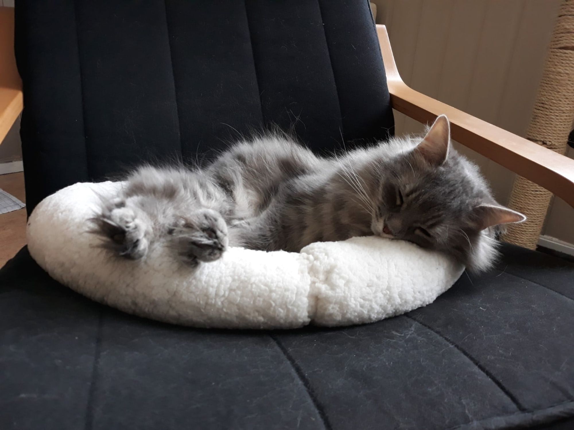 Romy (kat) in haar mandje op de stoel, tevreden slapend, met pootjes over de rand.