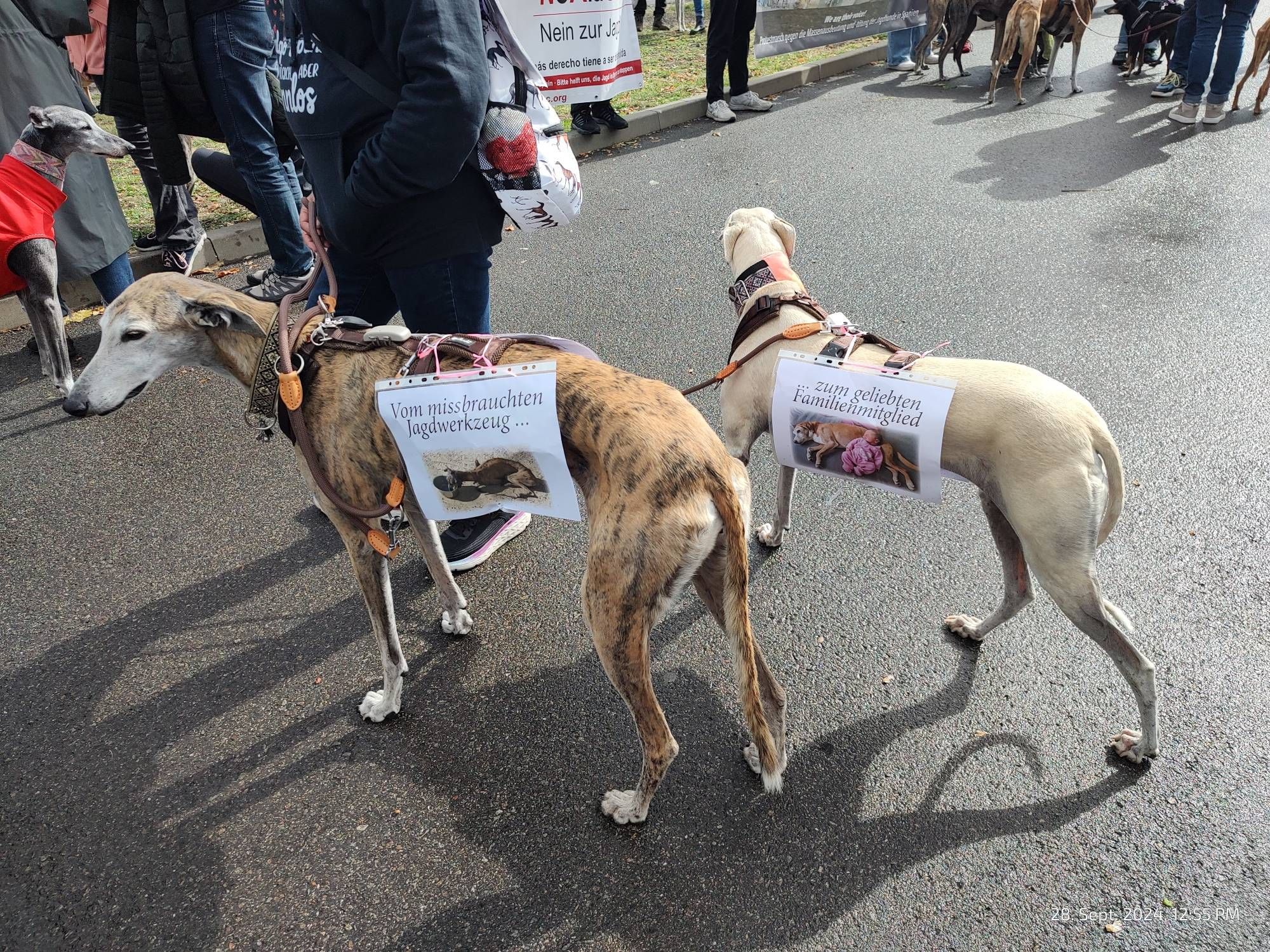 Zwei Galgos mit Protestplakaten