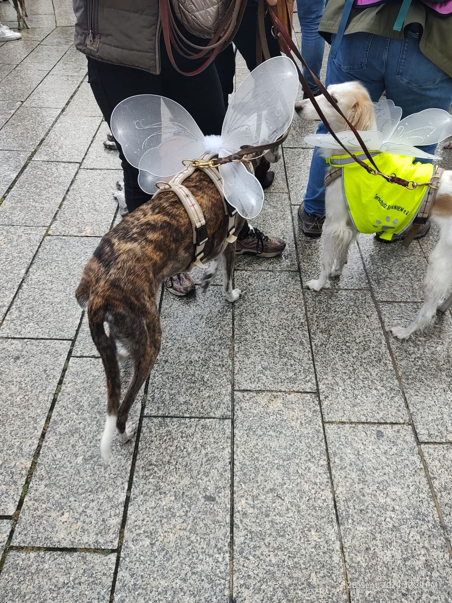 Zwei windhunde