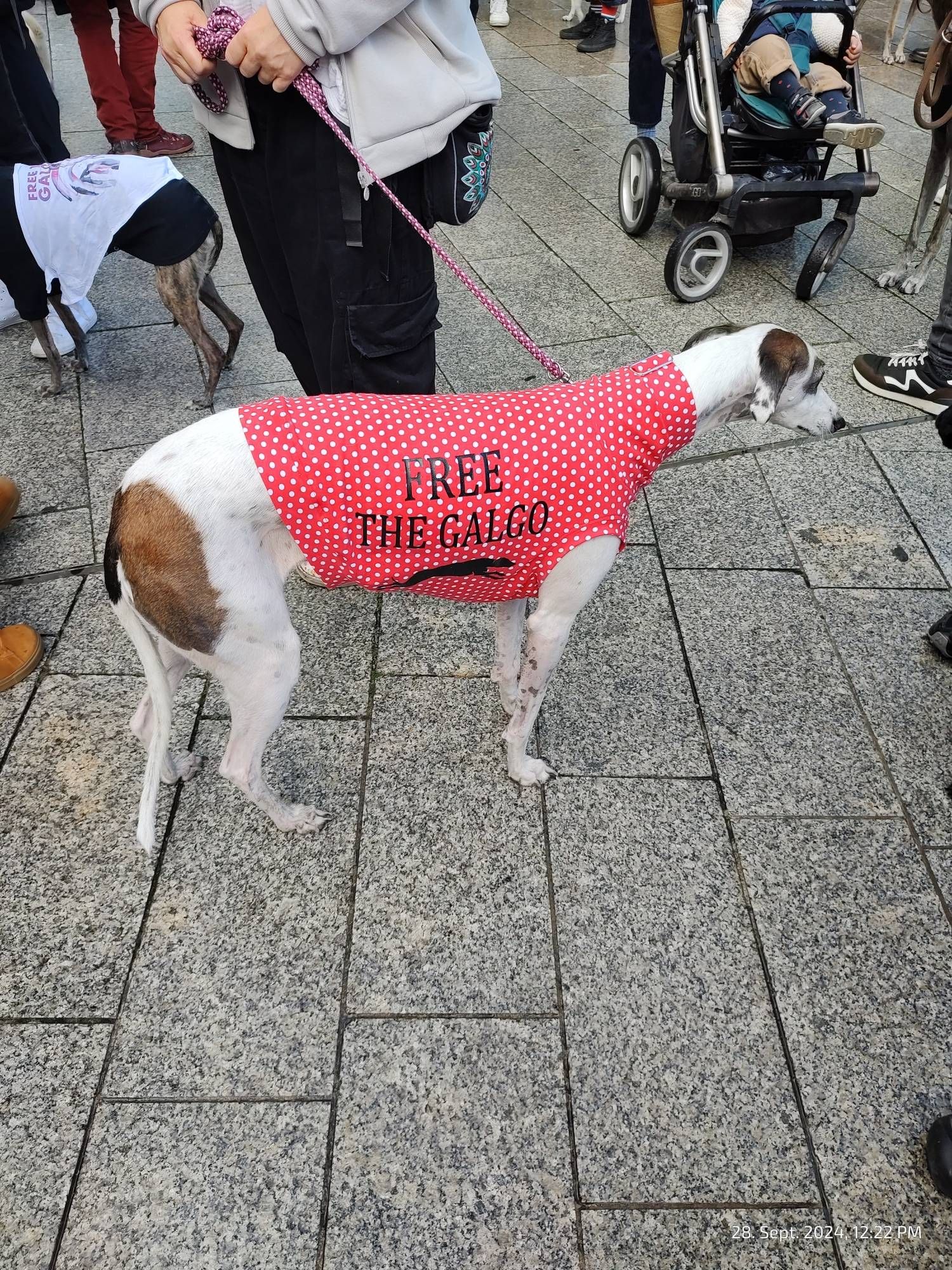 Galgo mit 'Free the Galgo' Überzieher