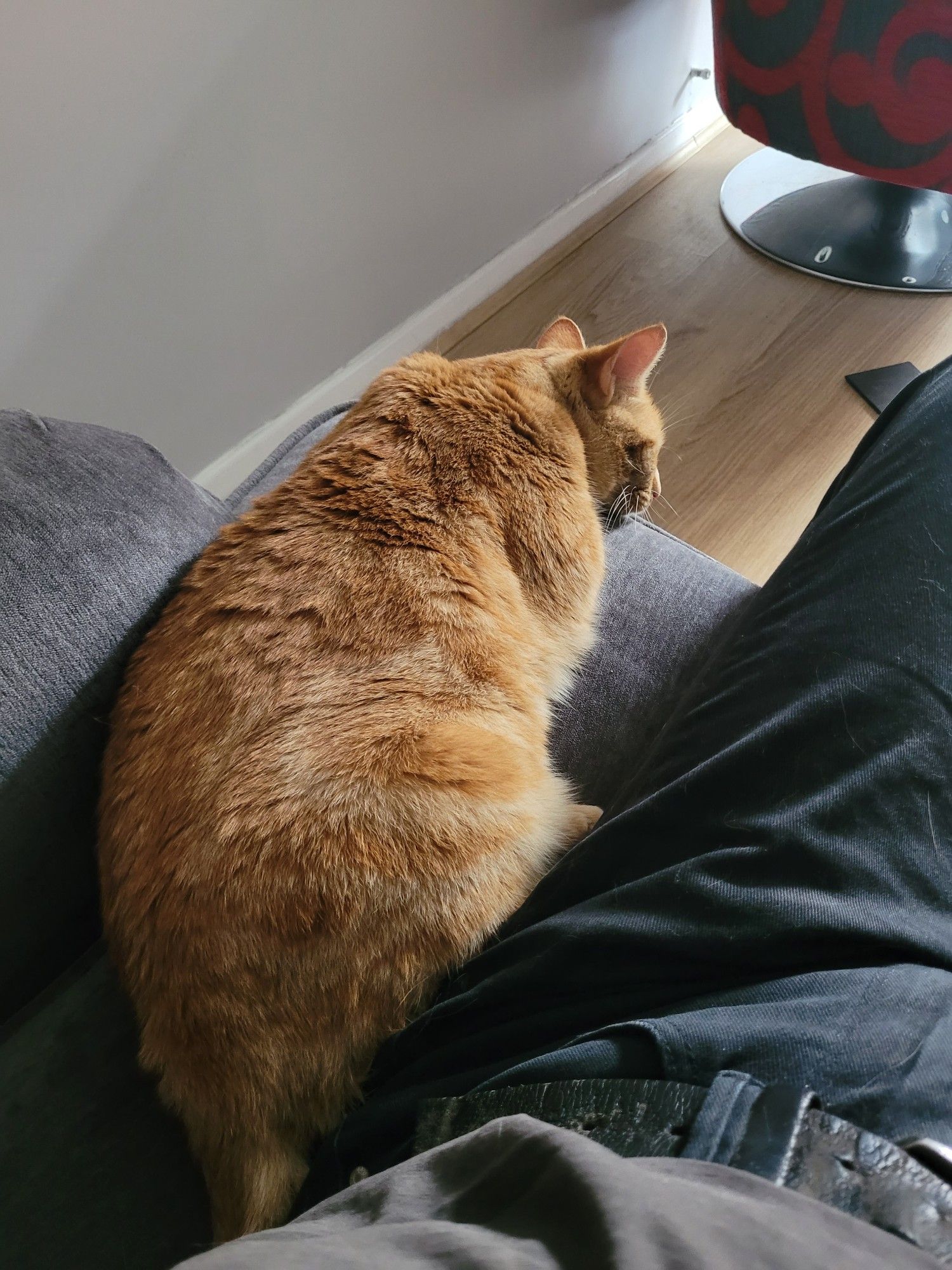 A ginger cat lying on the sofa, pressed against my leg.