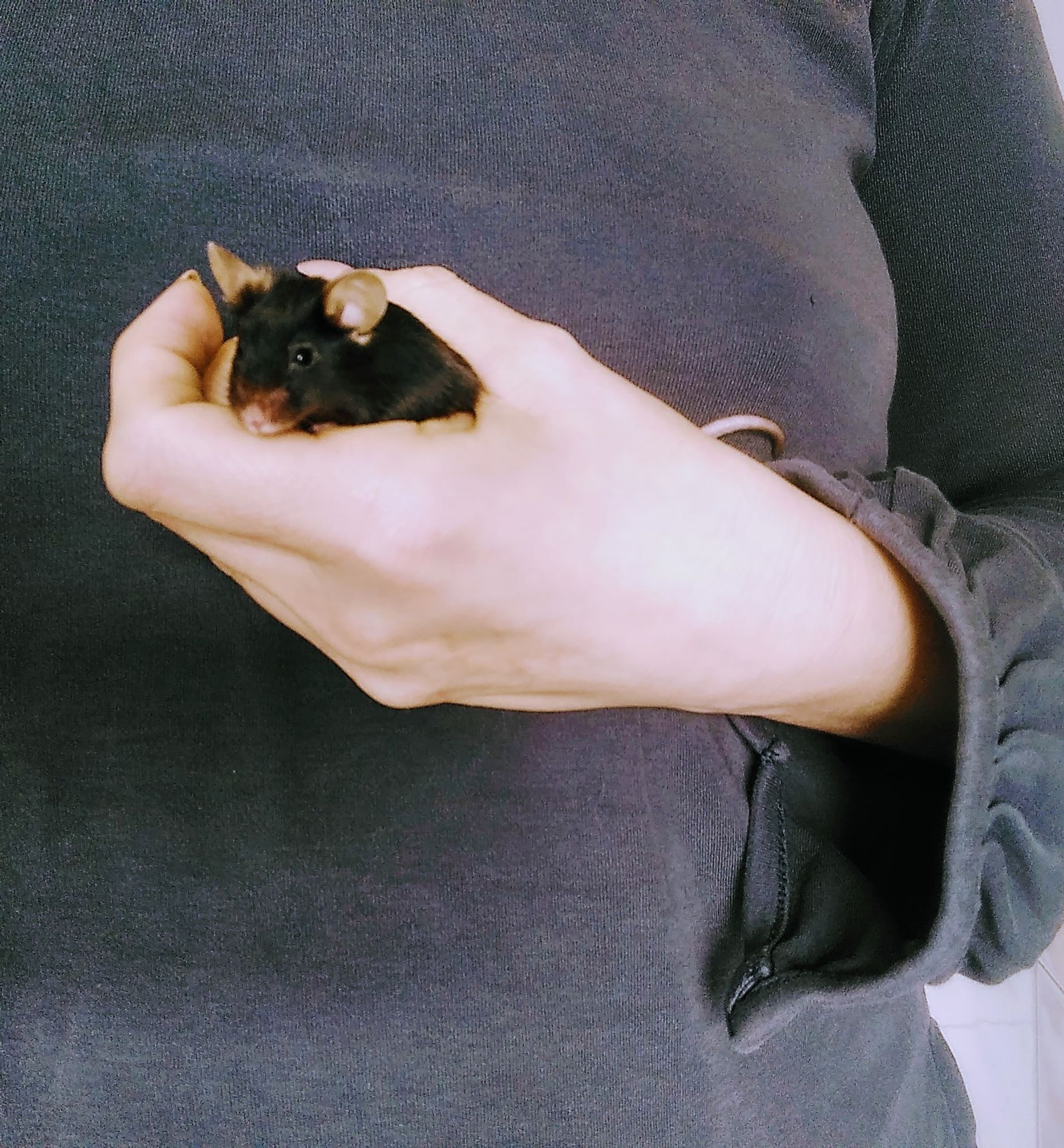 A black mouse peeking out of my hand