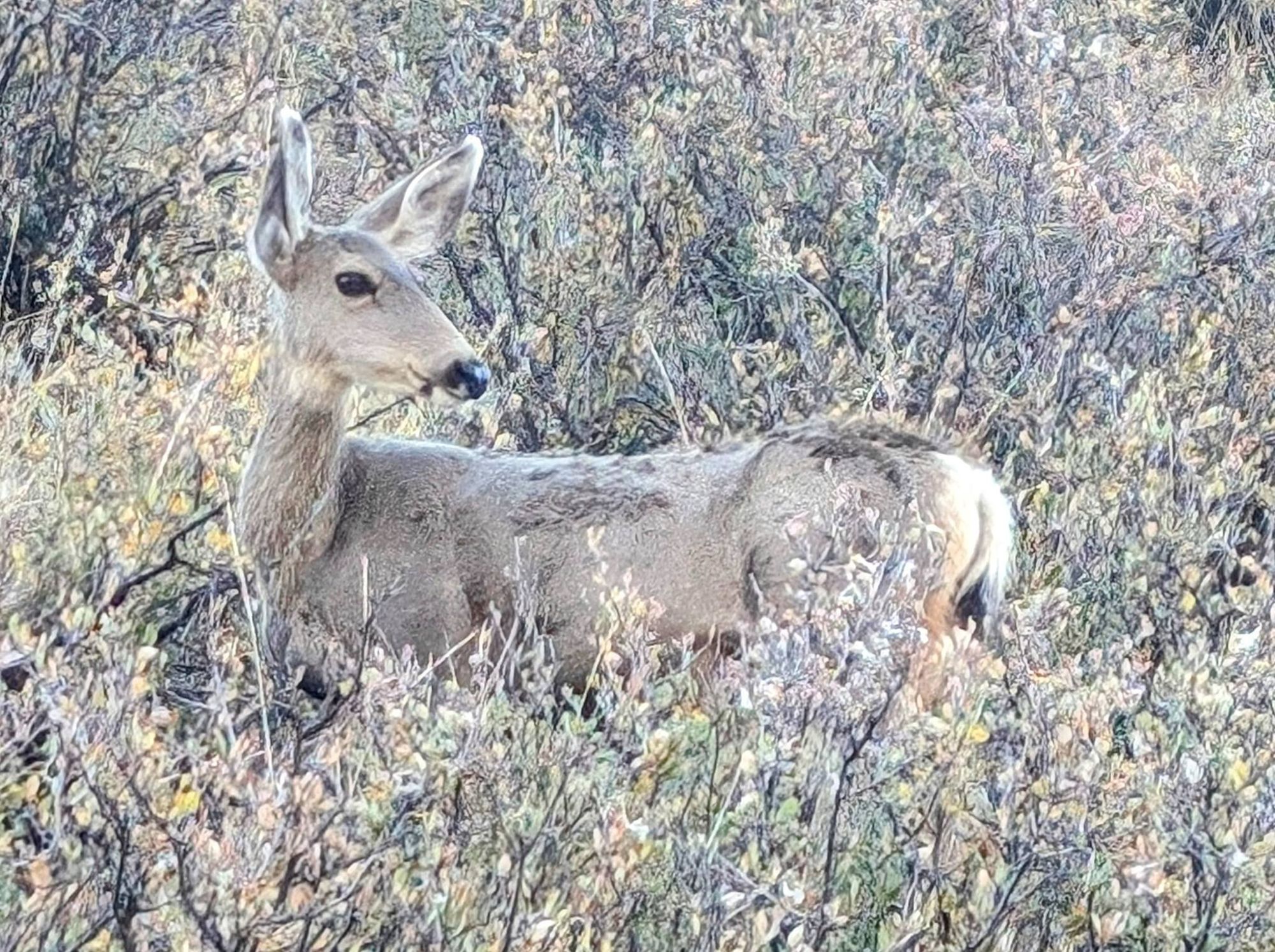 A white-tailed deer standing in some scrub; it was about 10m from the hiking trail and unbothered.