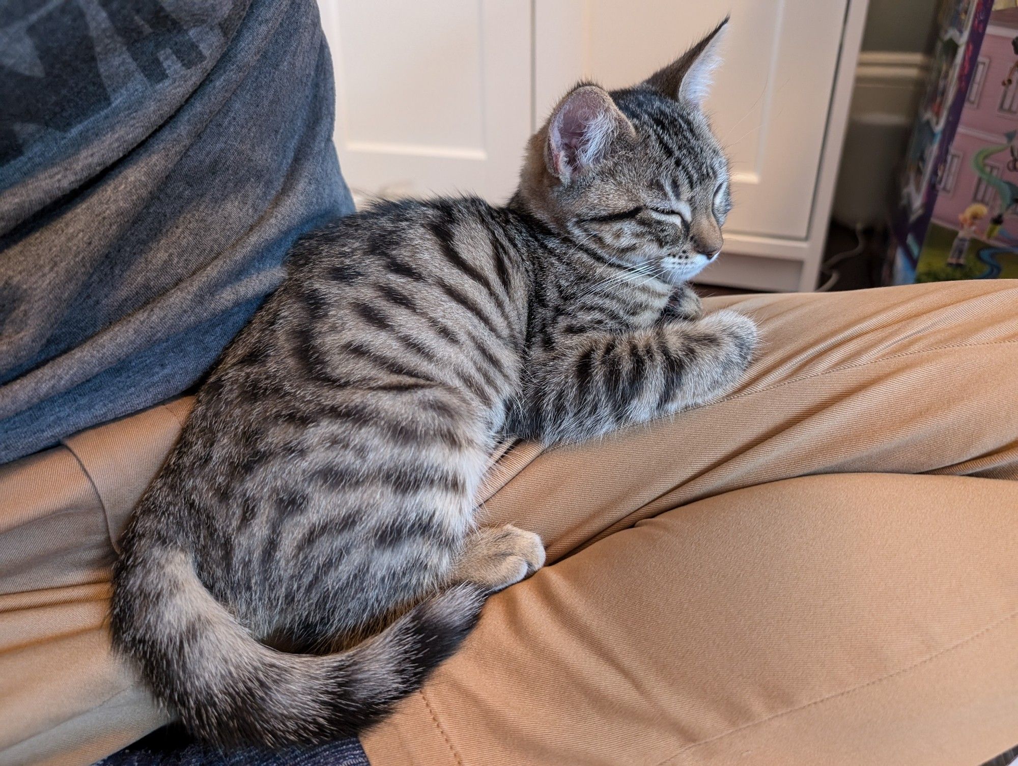 An 11-week-old brown tabby kitten named Briar dozes on the lap of a man wearing light brown pants sitting cross-legged on the floor. Both man and kitten are (or in the kitten's case would be, if she were awake) observing while the man's 7-year-old daughter (out of frame) assembles an elaborate Lego structure. It includes several new-style Lego people -- with the smooth butts, so they can't be stuck to things sitting down -- and a dog with wheels in place of missing rear legs. The kitten doesn't see any of that. Because of the sleeping.