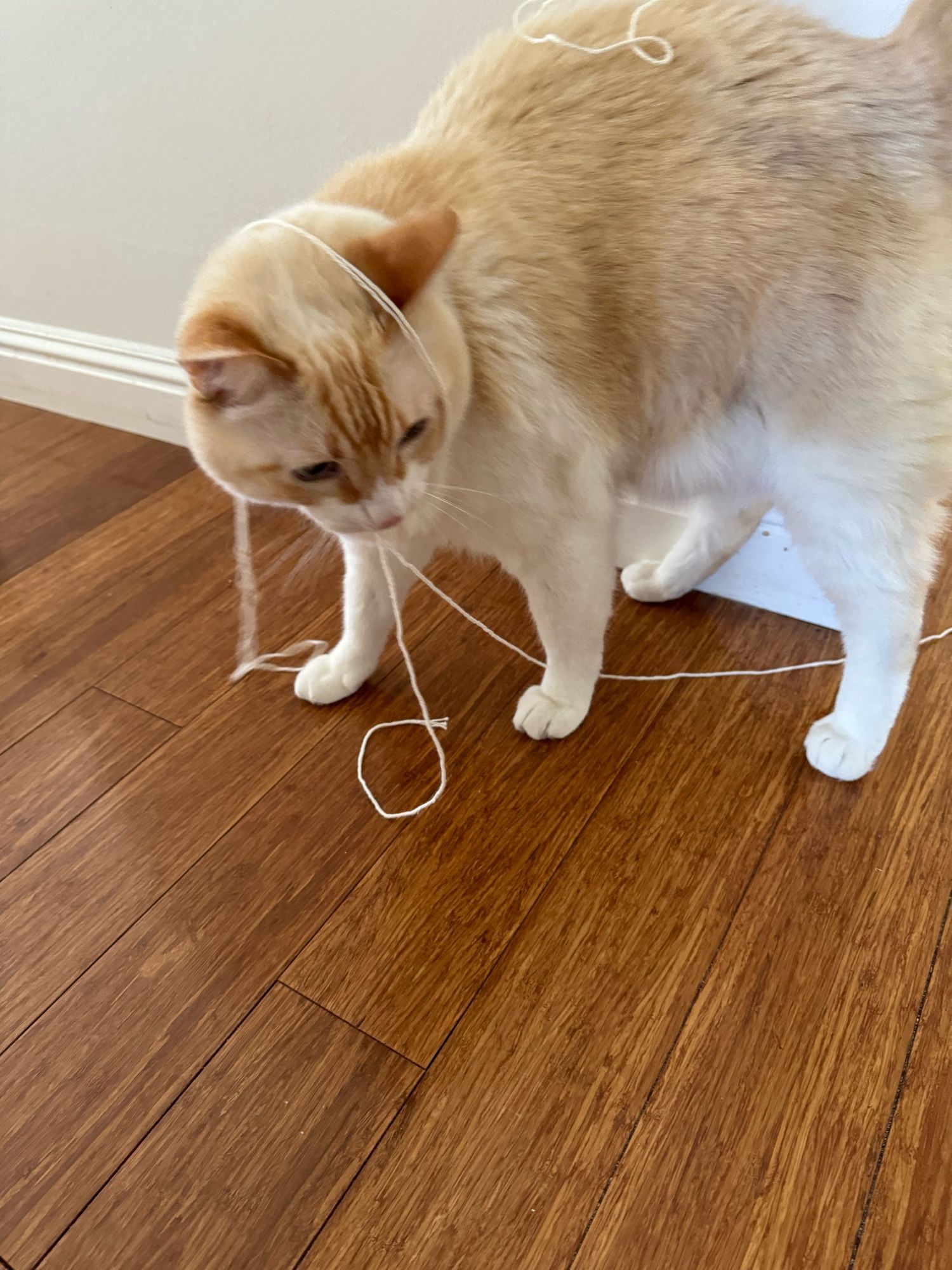 Cat wrapped in string