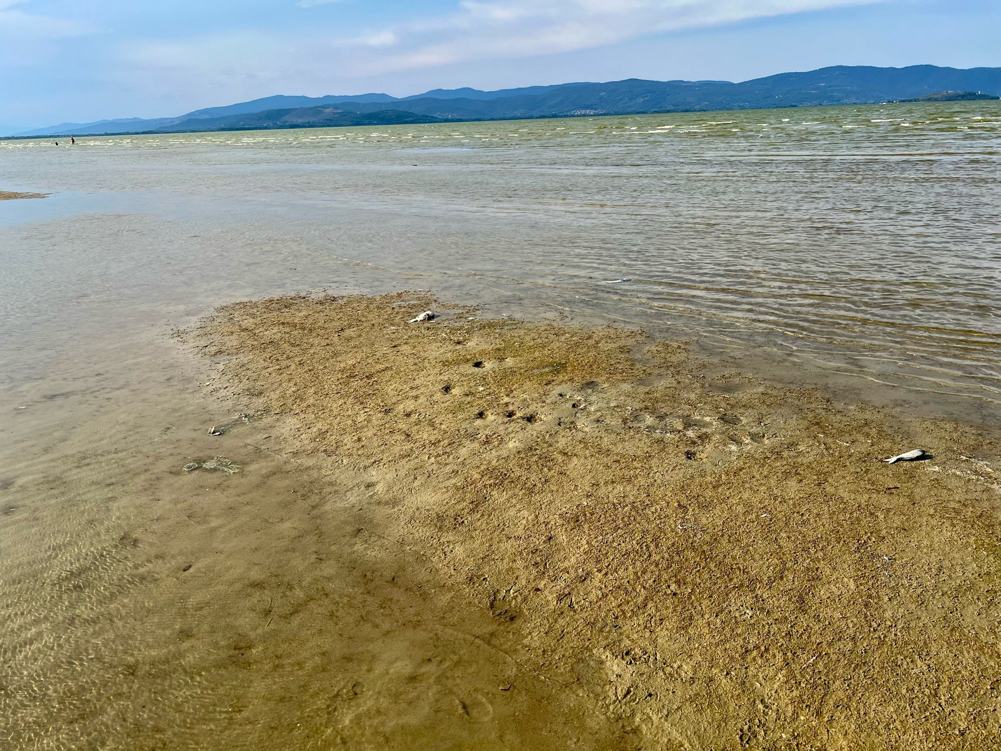 See mit getrocknetem Ufer und Fischskeletten am Boden