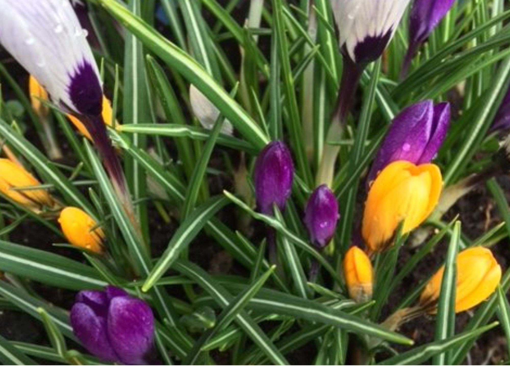 A close-up images of multicoloured crocuses amid their fine green foliage, each long slender leaf with a central white stripe.