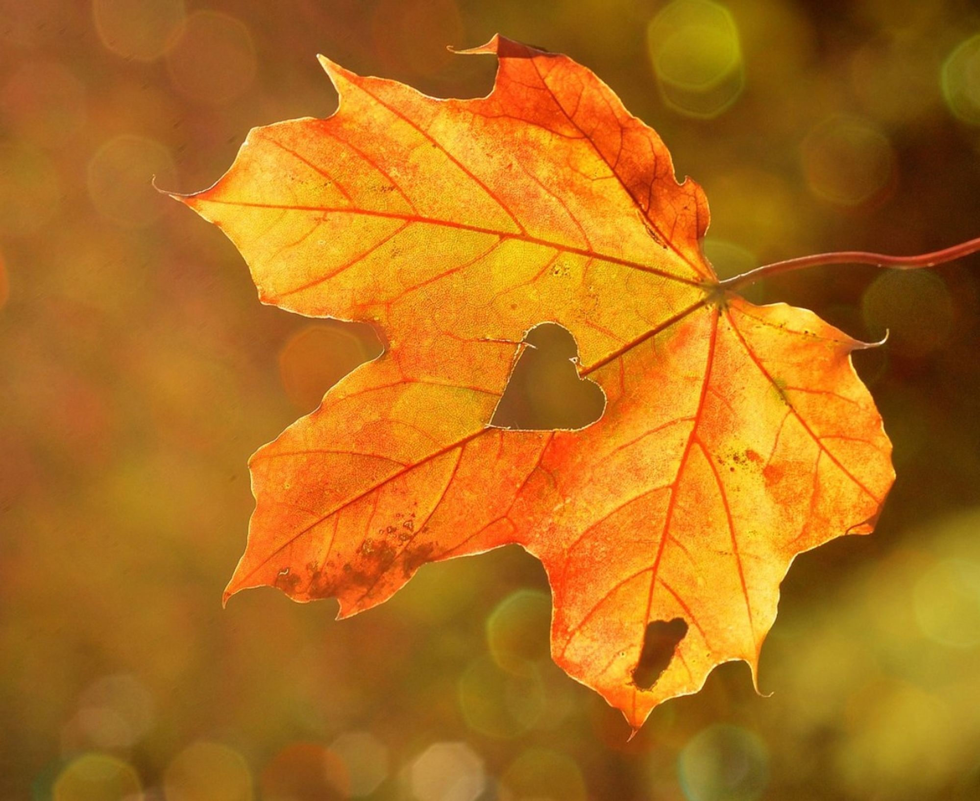 A red and golden leaf on a blurred background of soft gold and green light. A heart-shaped hole in the centre of the leaf lets the background show through the bright leaf tones.