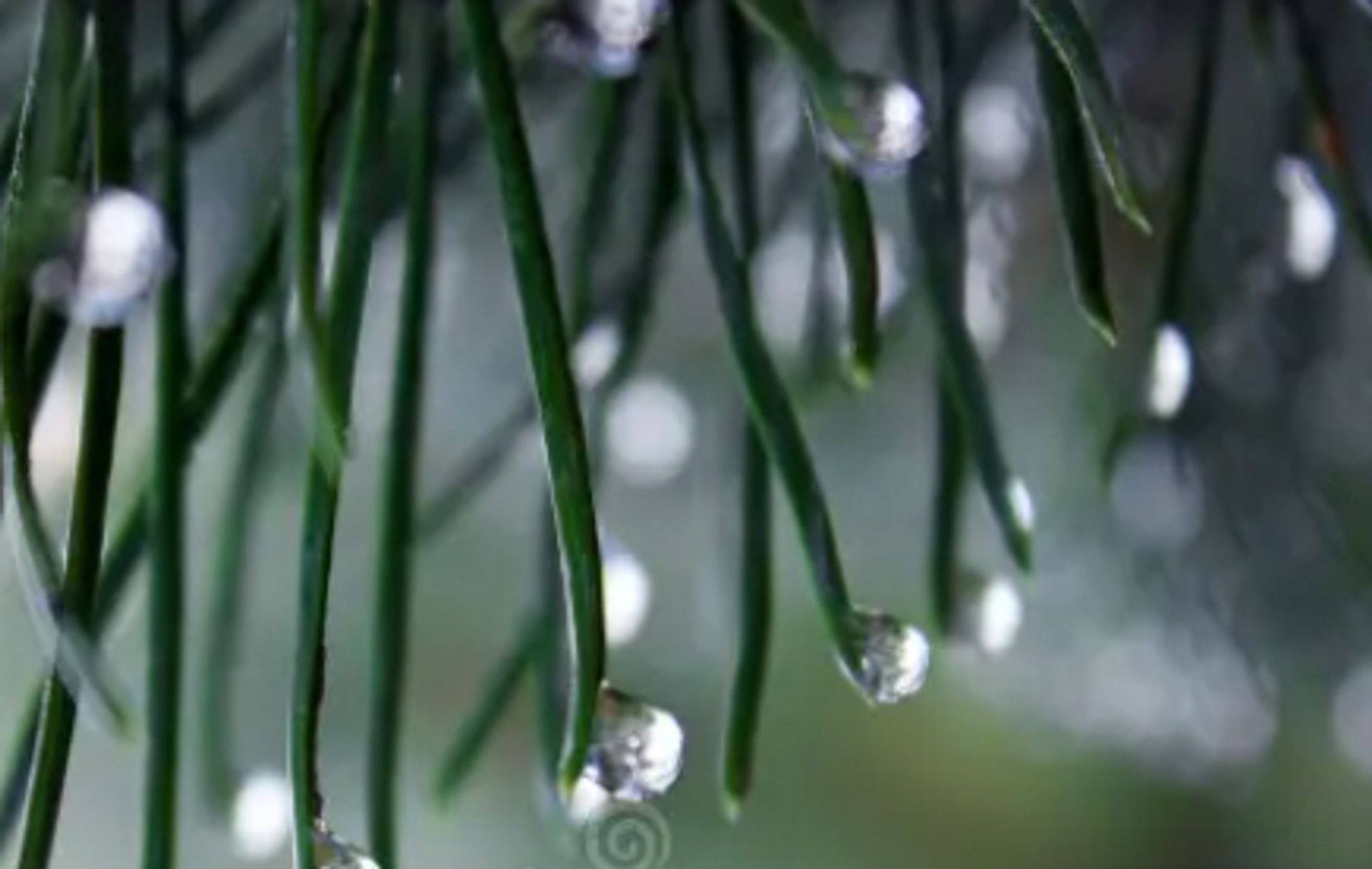 Closeup of pine needles with drops of melted snow dripping from their tips.