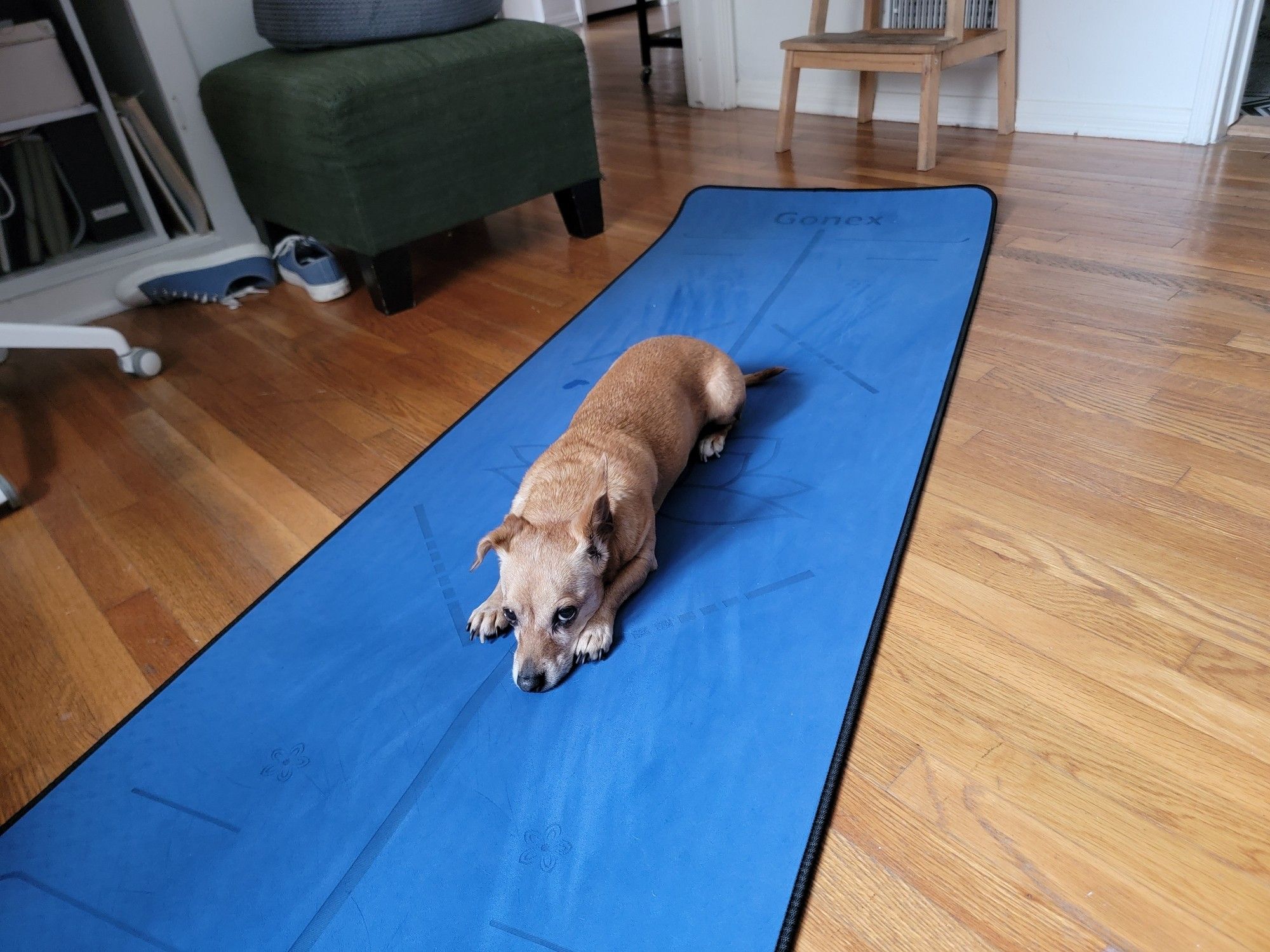 My dog Pickles relaxing on a yoga mat