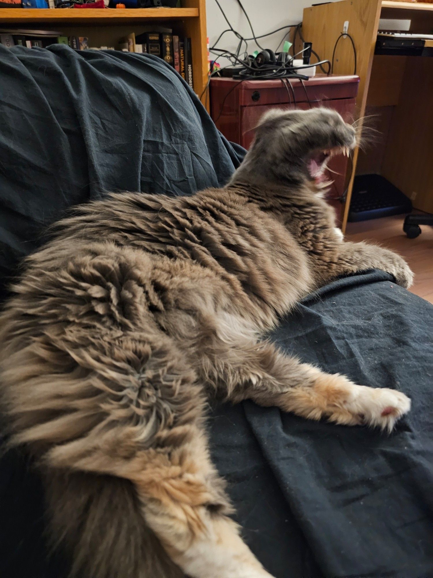 Same cute cat laying on couch. Wide open mouth, ears back, eyes closed. Mid yawn blur on face. Yawn looks like hissing and mouth is a blur of teeth 
#cat
#catpics