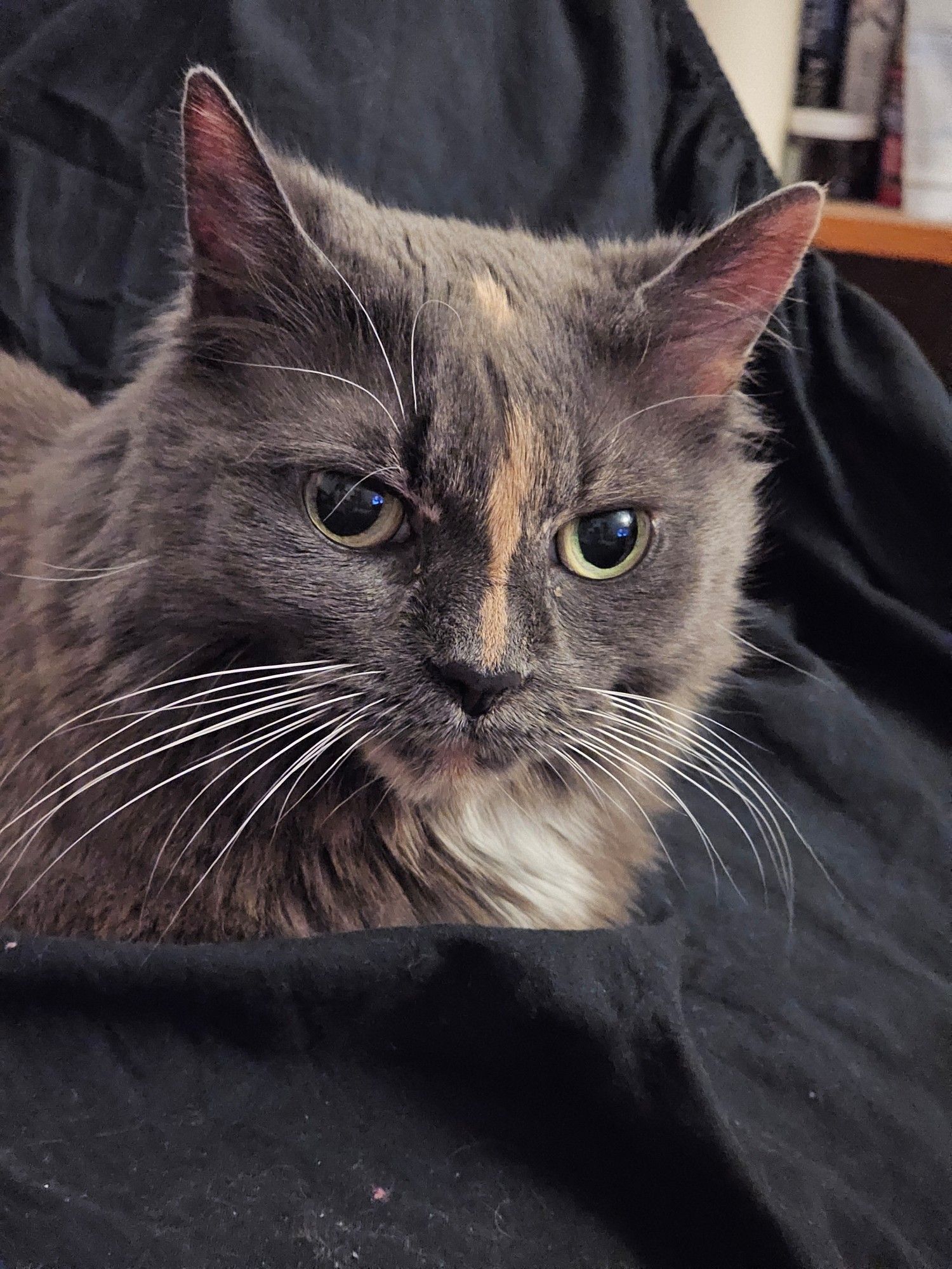 Grey cat, with a warm beige colour stripe down center of nose. Close up picture sitting on a couch