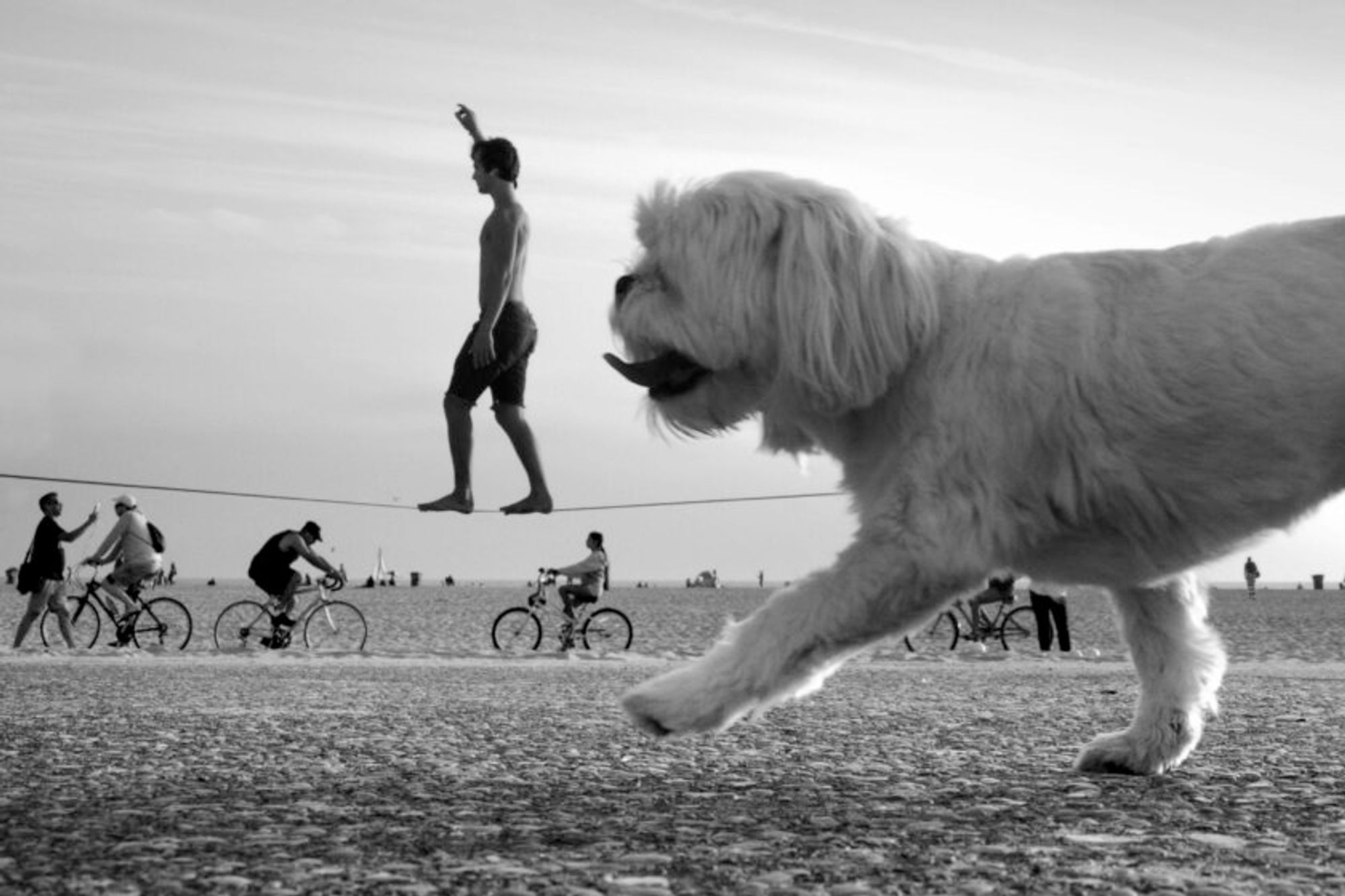 L'immagine in bianco e nero cattura una scena giocosa e surreale sulla spiaggia. In primo piano, un piccolo cane, che cammina con la lingua di fuori. Il cane appare sovradimensionato a causa della prospettiva, occupando quasi la metà dell'immagine in orizzontale. Sullo sfondo, una persona è abilmente in equilibrio su una fune tesa parallelamente al suolo, a metà passo, con un braccio alzato per mantenere l'equilibrio. Lo sfondo presenta diverse persone in bicicletta, alcune delle quali sono leggermente sfocate a causa del movimento, migliorando la sensazione dinamica della scena. La spiaggia si estende verso l'orizzonte, con un cielo limpido in alto che mostra nuvole morbide e sottili. 