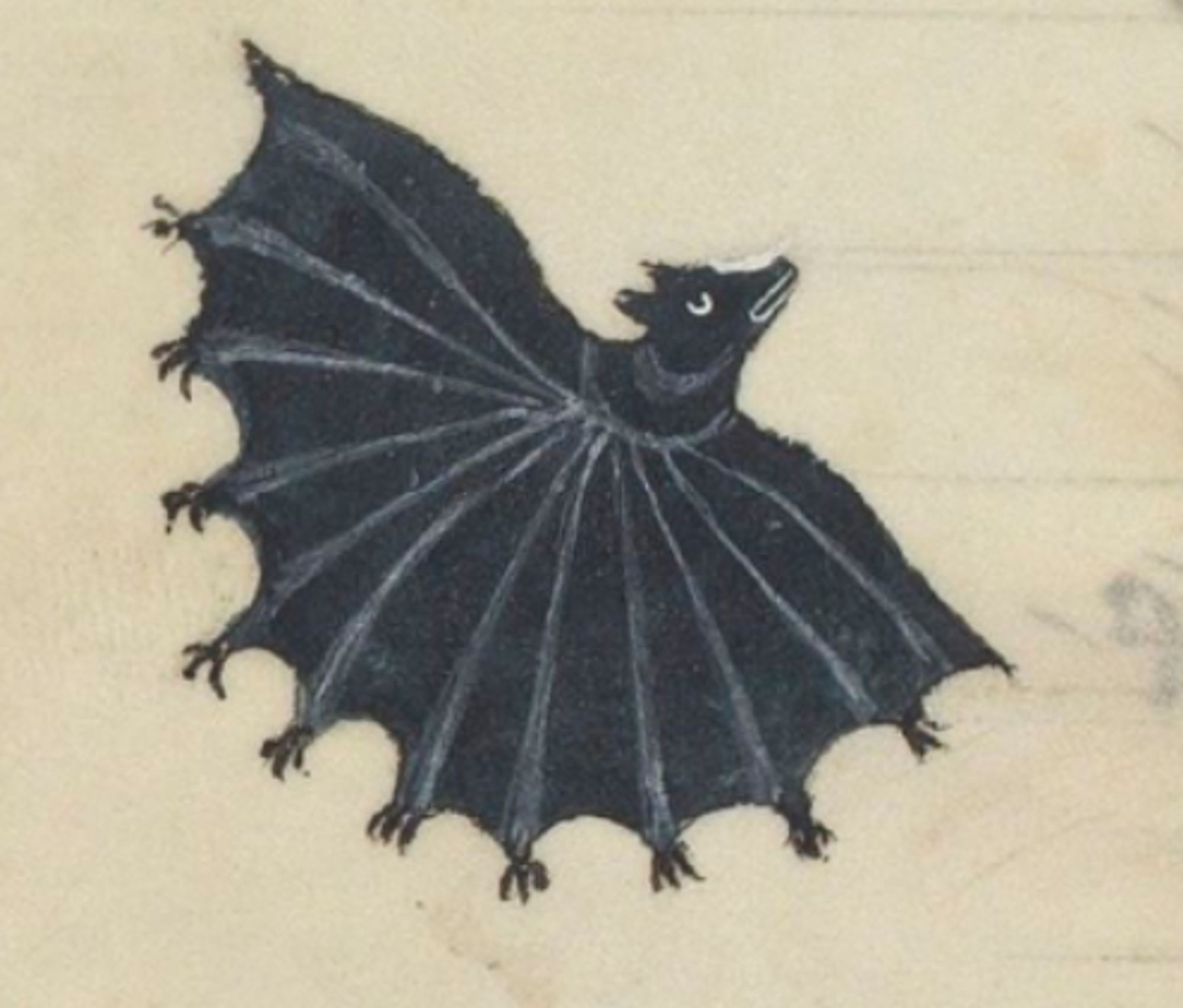 Illustrazione raffigurante un disegno di un pipistrello nero, ad ali aperte, su sfondo bianco, in realtà beige per la carta invecchiata.