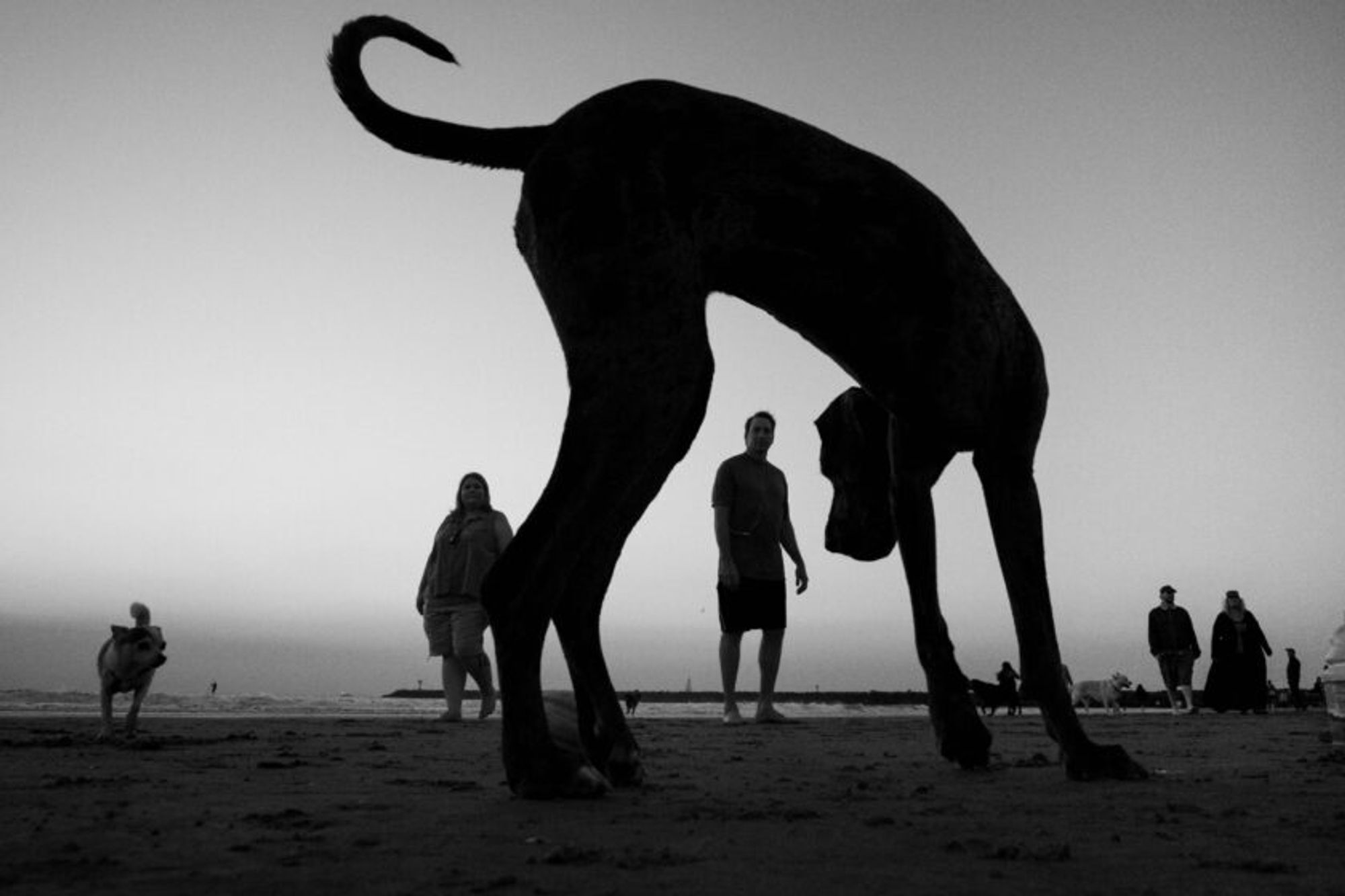 LA foto in bianco e nero cattura l'ambientazione di una spiaggia durante quelle che sembrano essere le ore del crepuscolo. In primo piano, un cane è ben visibile con il corpo piegato e la coda ricurva verso l'alto, occupando gran parte della scena. La testa del cane è abbassata verso la sabbia. Sullo sfondo sono visibili diverse persone, le loro sagome mostrano che camminano casualmente e si spargono sulla spiaggia. Sul lato sinistro, si vede un cane più piccolo che si avvicina alla fotocamera.