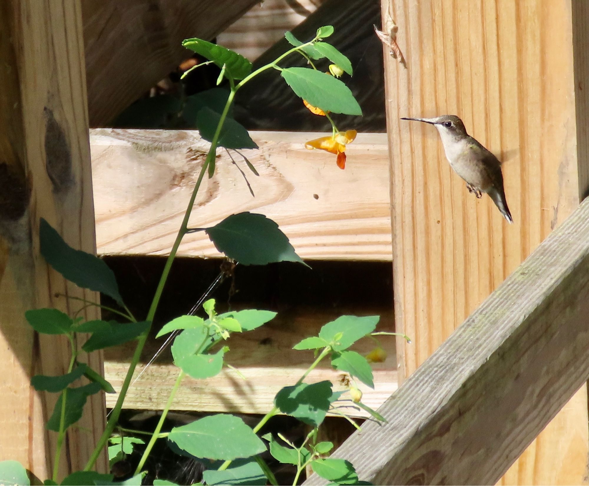 The same hummingbird as in the other pics, in flight by a jewelweed flower it’s about to feed from.