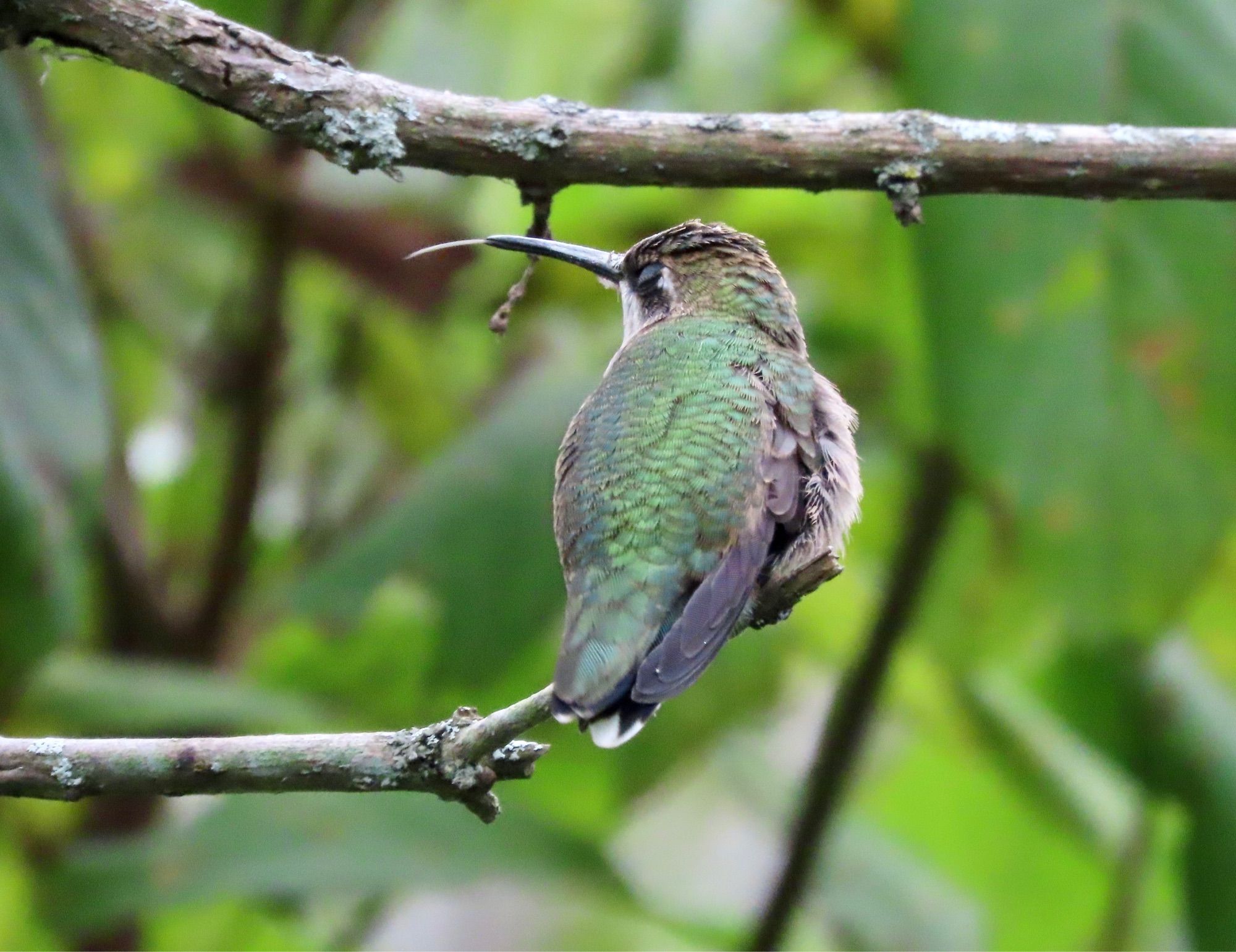 Back view of a rotund female Ruby-throated Hummingbird perched on a twig. Her head is turned to the left and a bit of her tongue is sticking out.