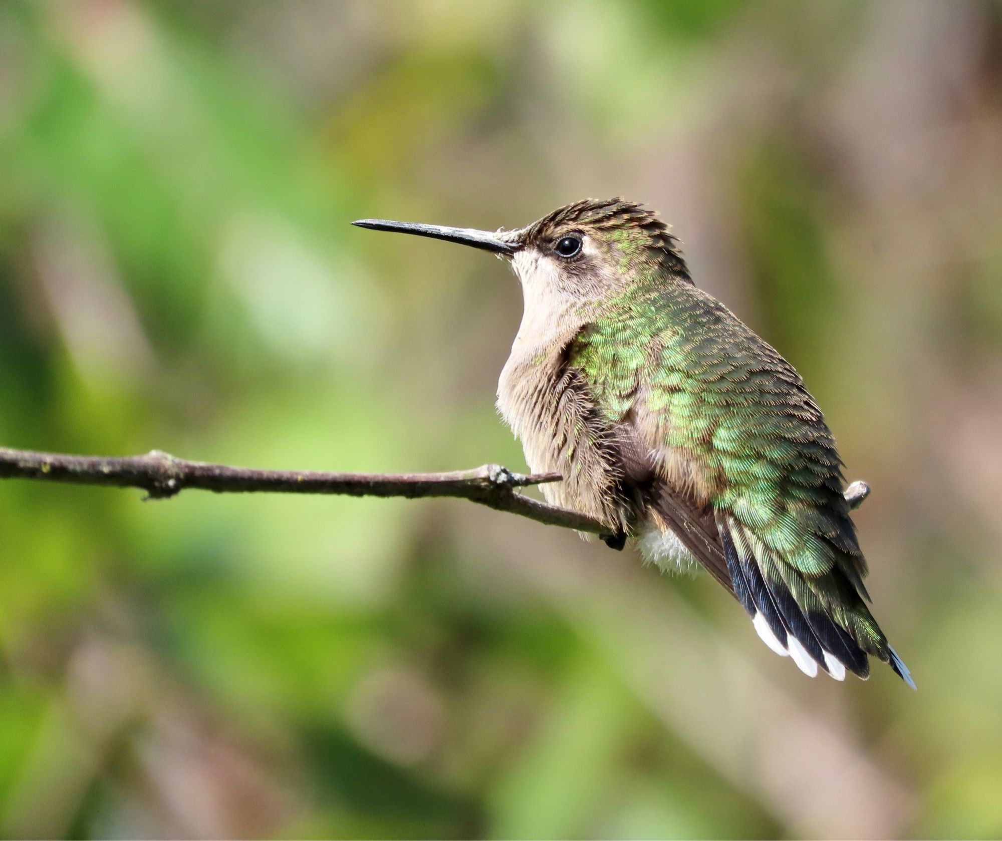 Profile view of a fattened up hummingbird perched on a twig.