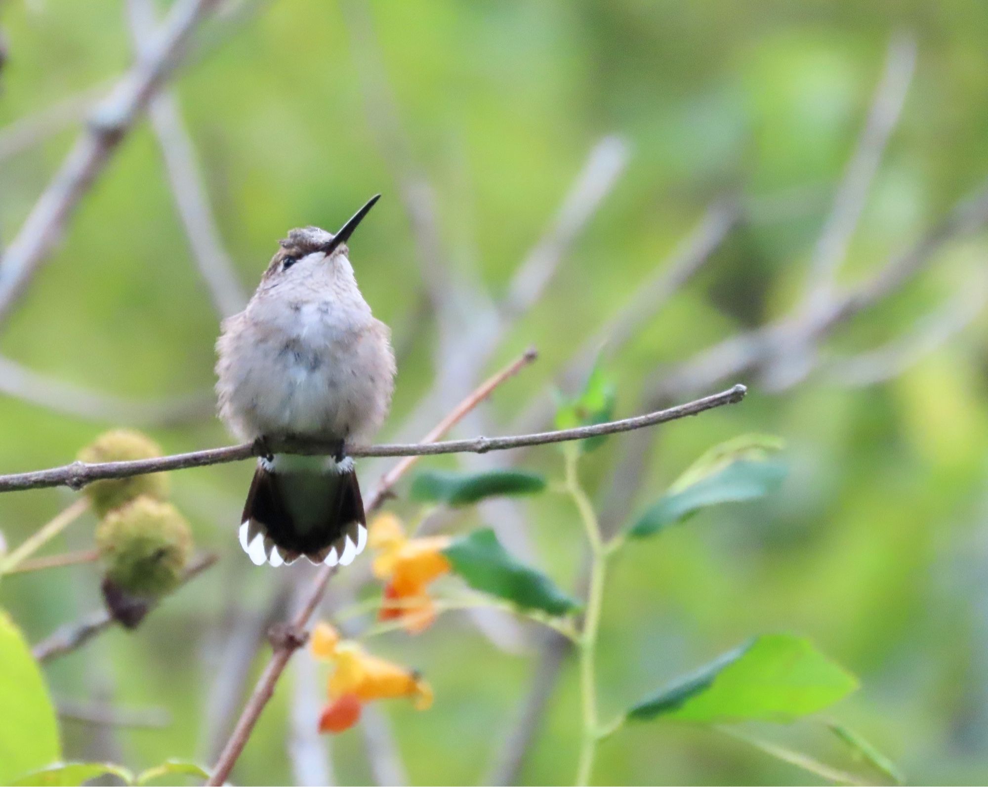 Front view of a female Ruby-throated Hummingbird perched on a tiny twig in front of some jewelweed. She is very round.