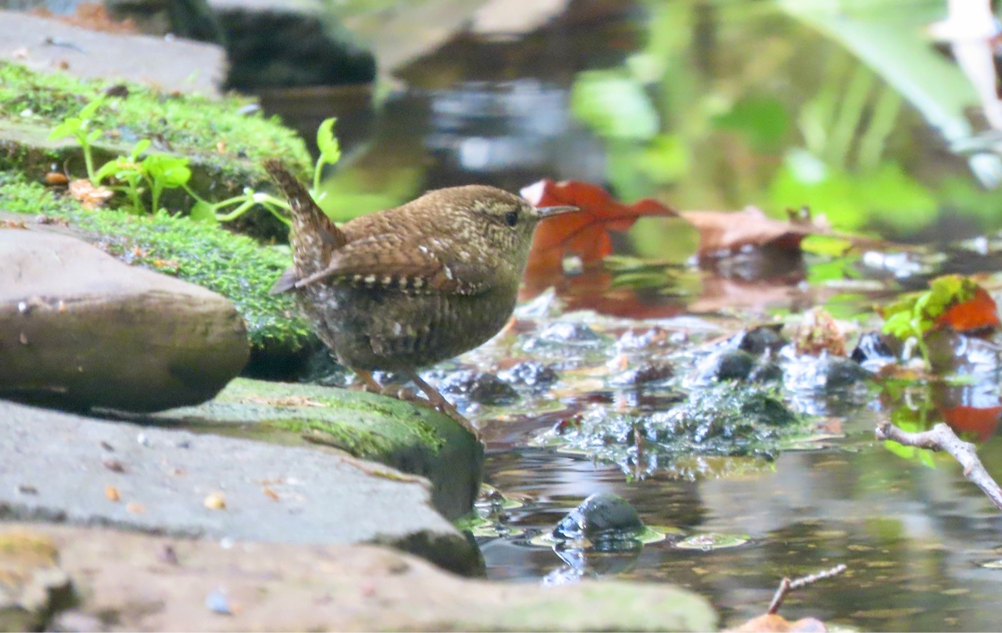 Smol but mighty! A super cute Winter Wren stands in profile view on a flat rock above a shallow stream. It surveys its tiny kingdom, tiny tail cocked up with the assuredness all wrens carry about them.