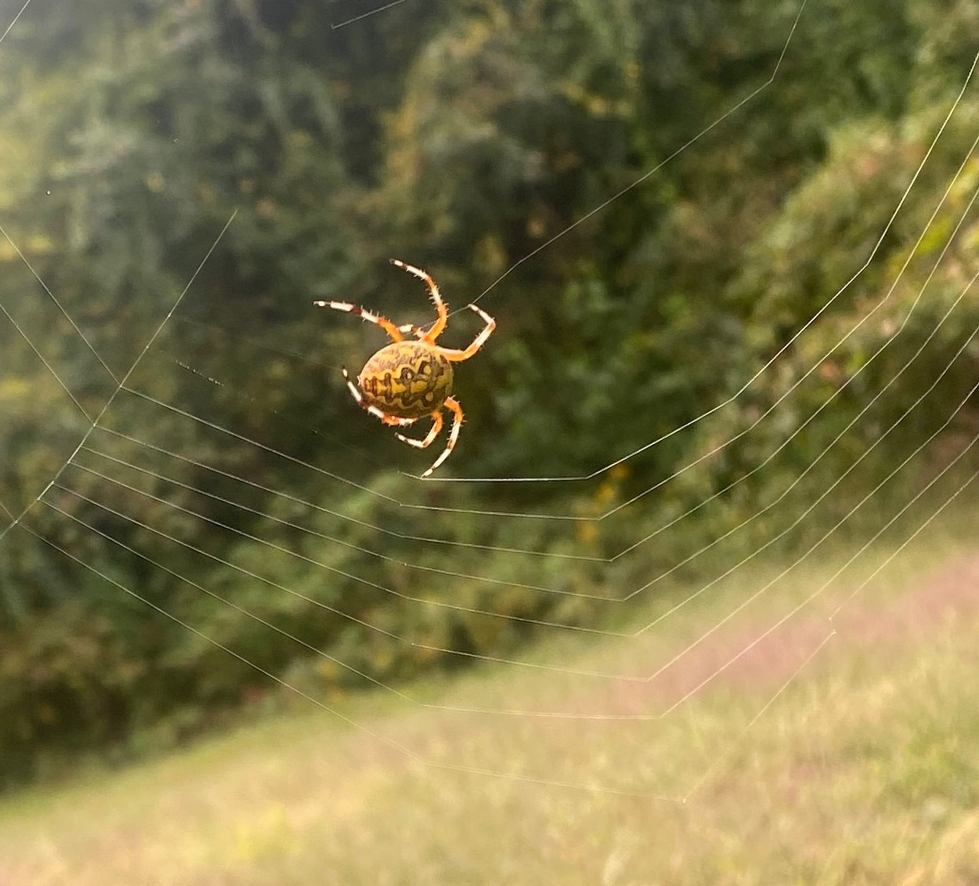 A very yellow and very round spider on a web. Abdomen has black patterns. Legs are segmented into orange and white.