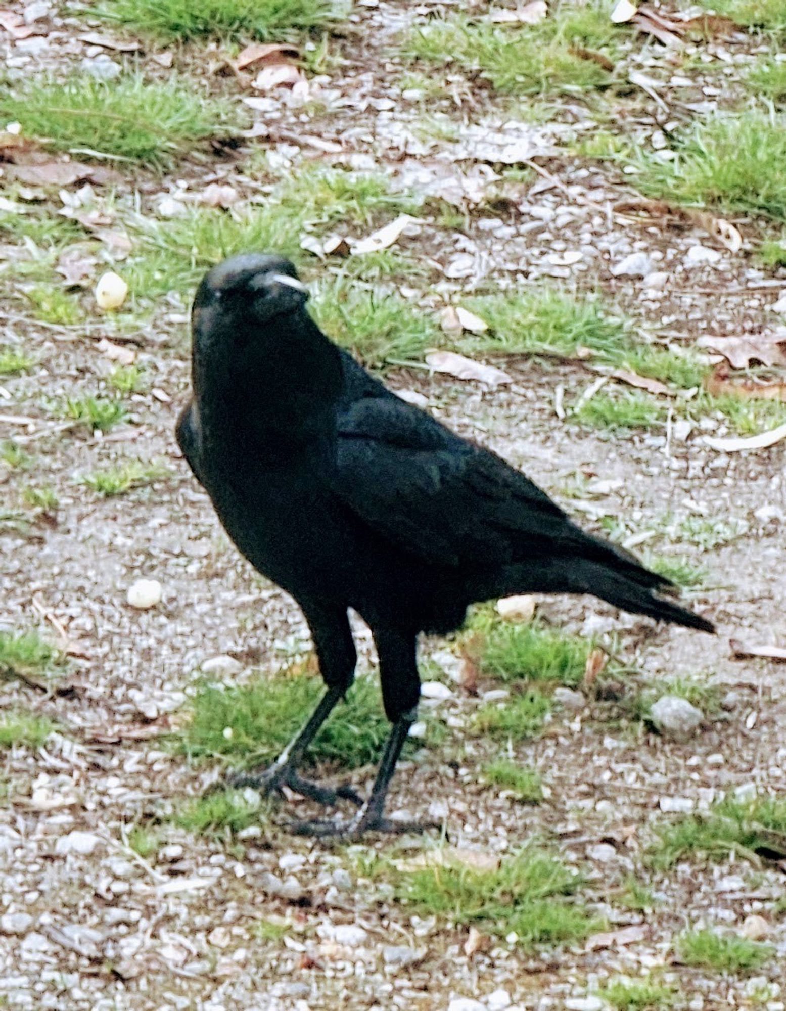 A crow I call Jeffery