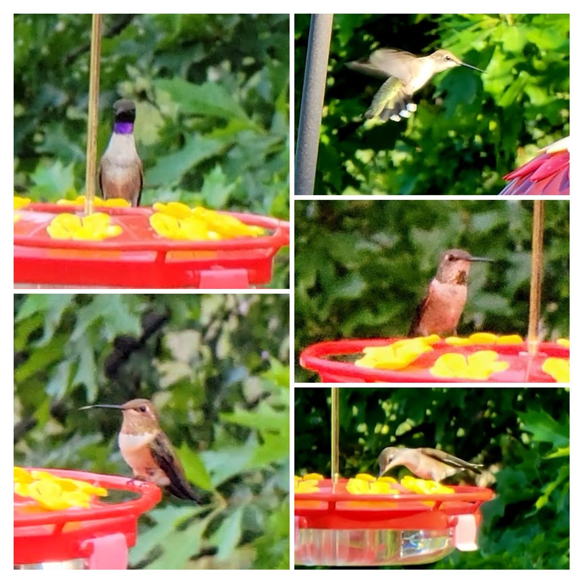 Hummingbirds on my feeder. Black Chinned, Rufous, Calliope